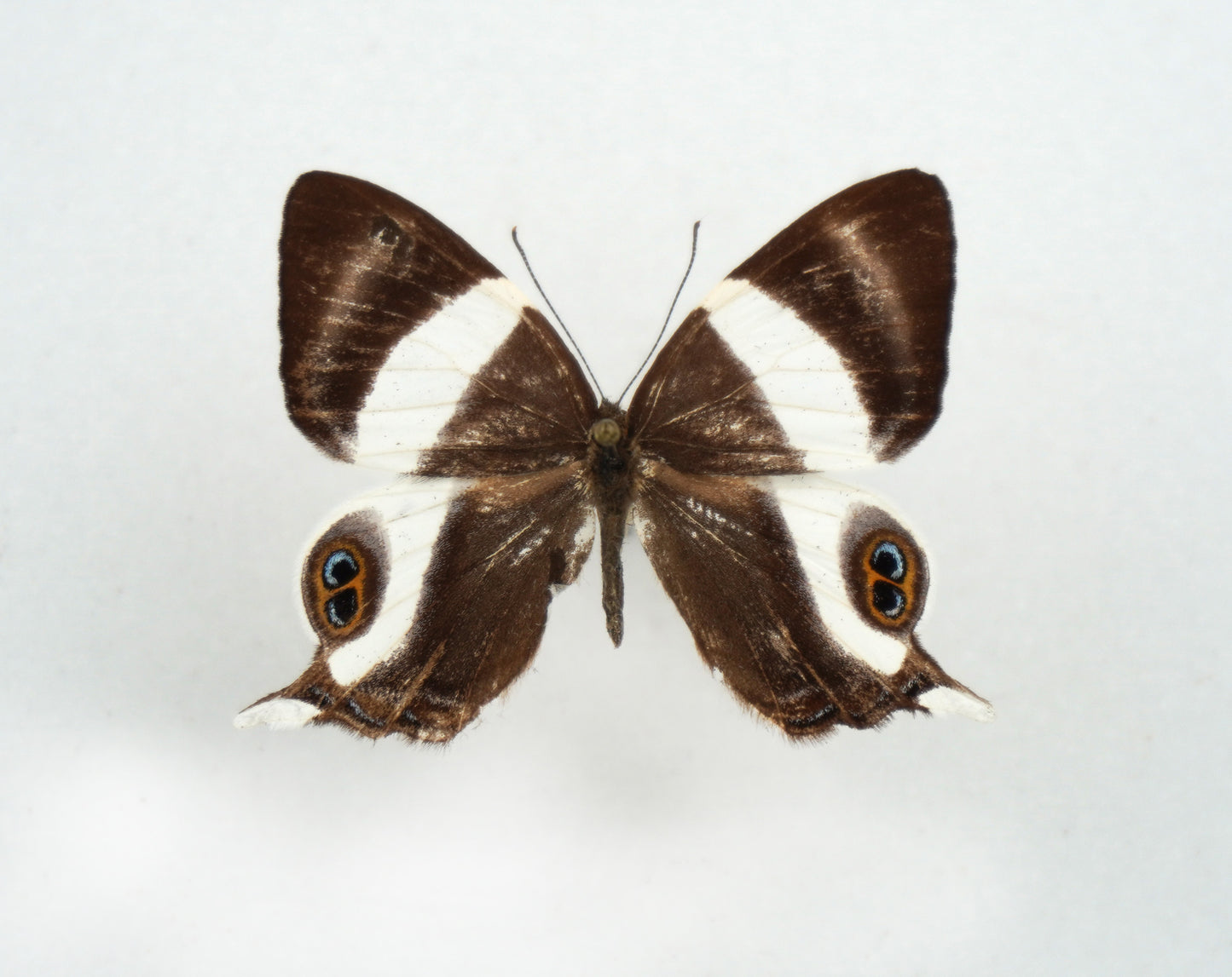 Abisara neavei kivuensis (Congo)