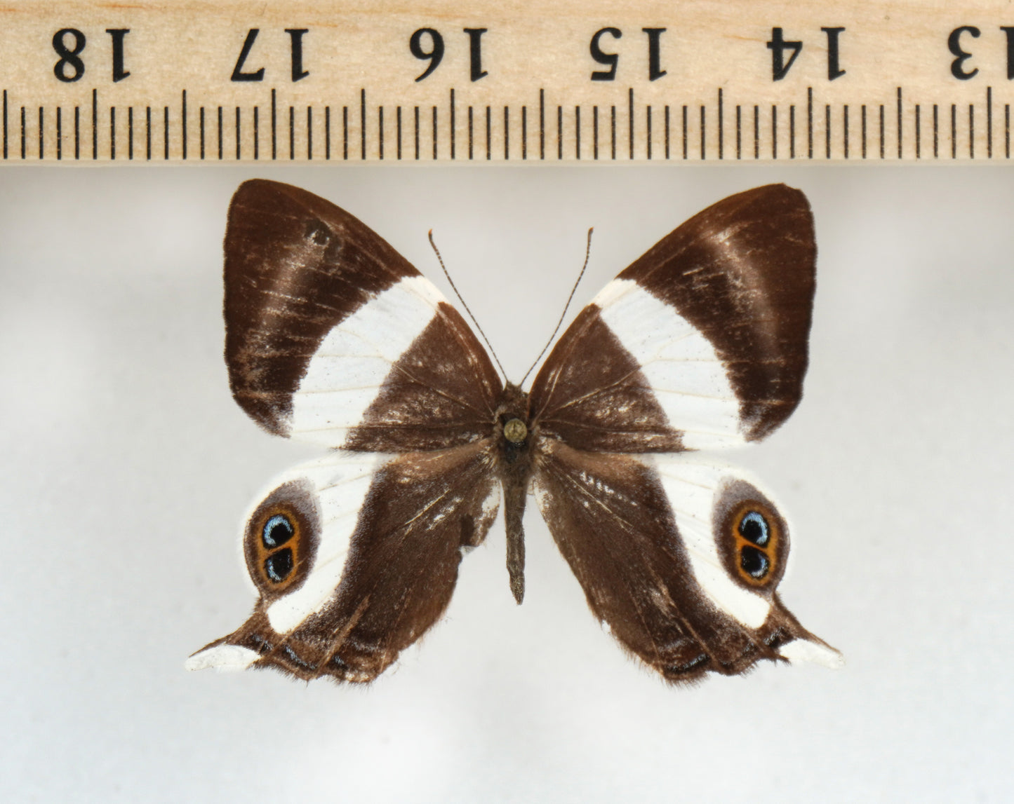 Abisara neavei kivuensis (Congo)