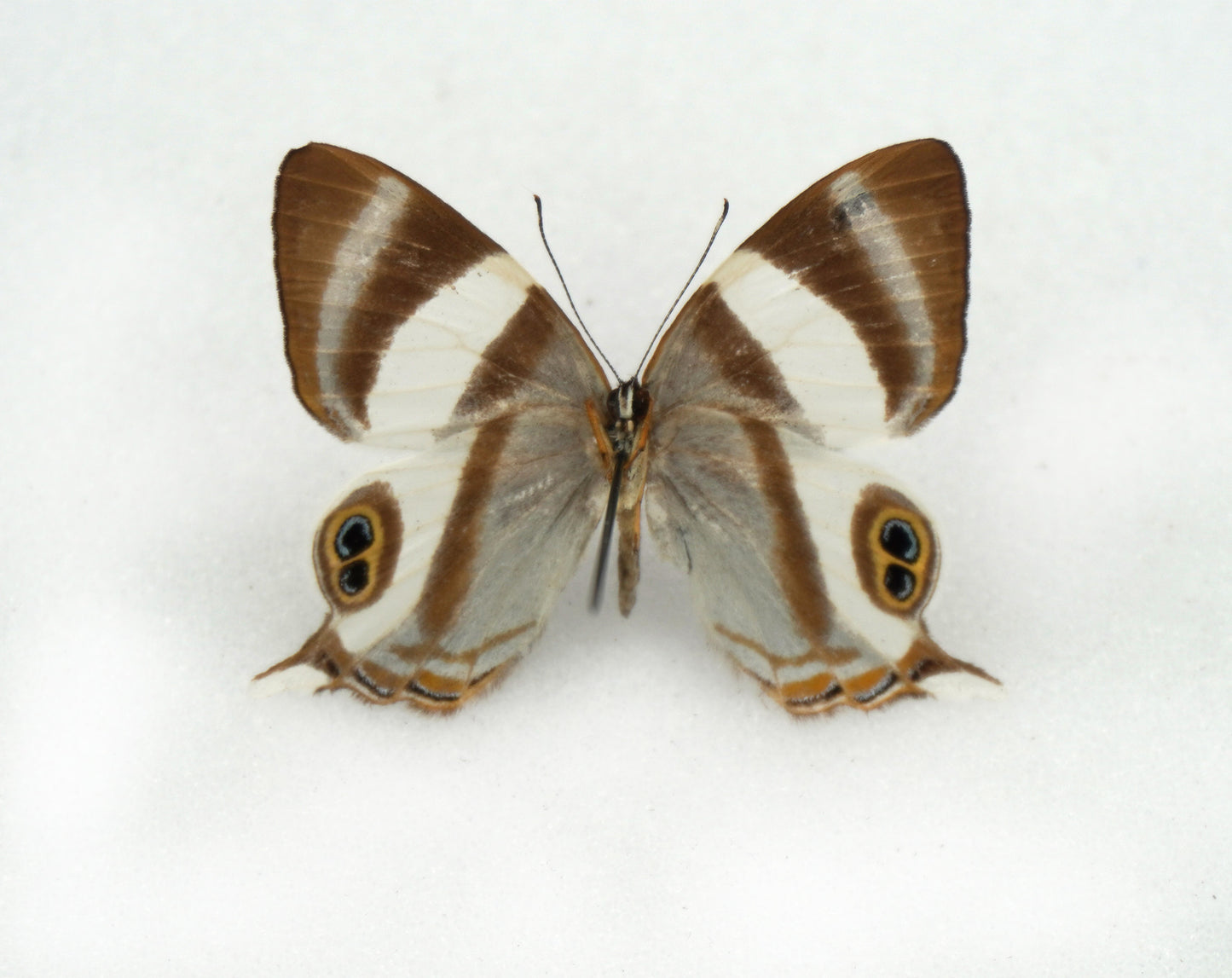 Abisara neavei kivuensis (Congo)
