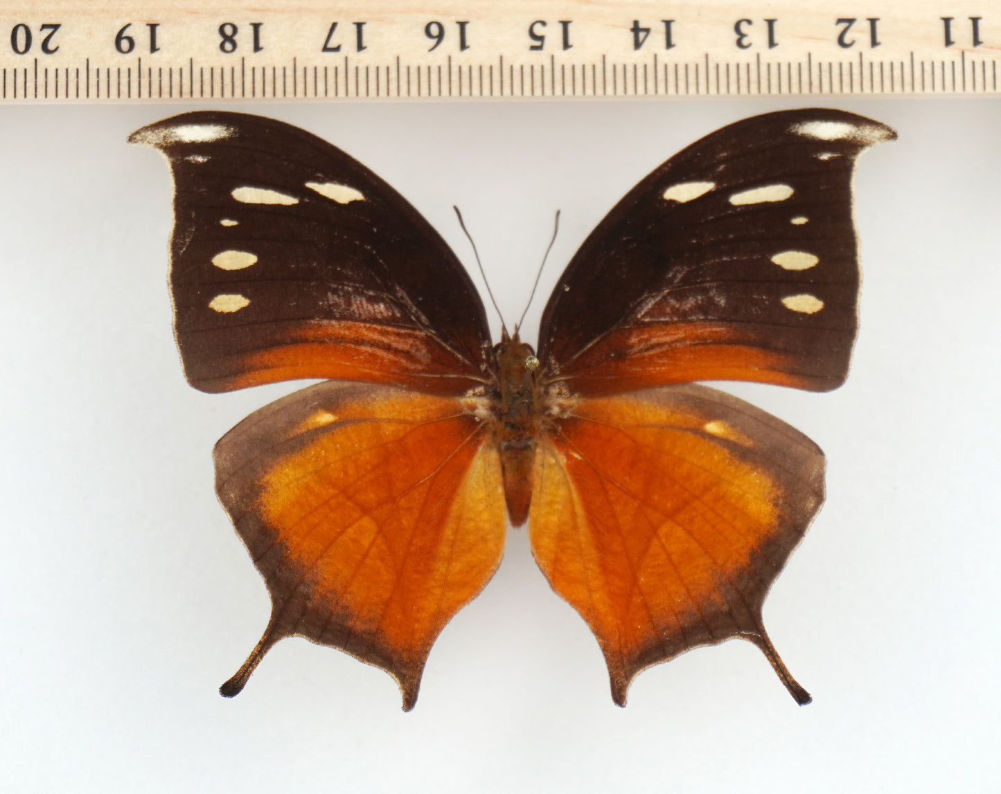 Consul panariste jansoni ♀ (Costa Rica)