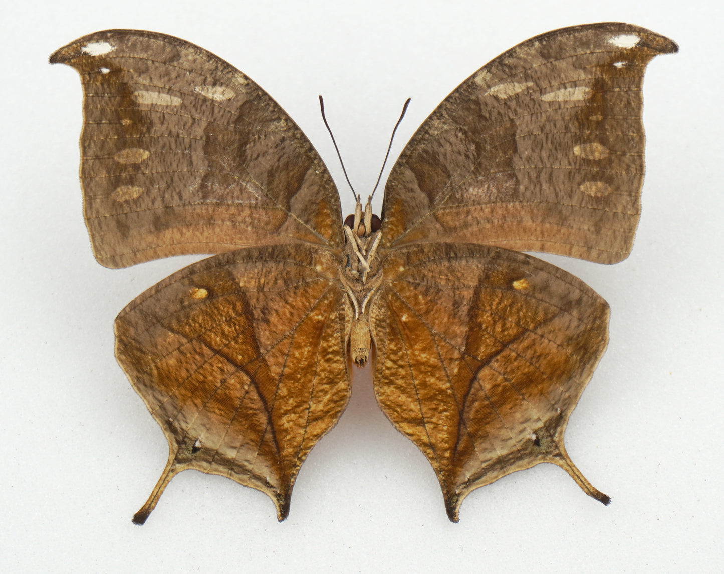 Consul panariste jansoni ♀ (Costa Rica)