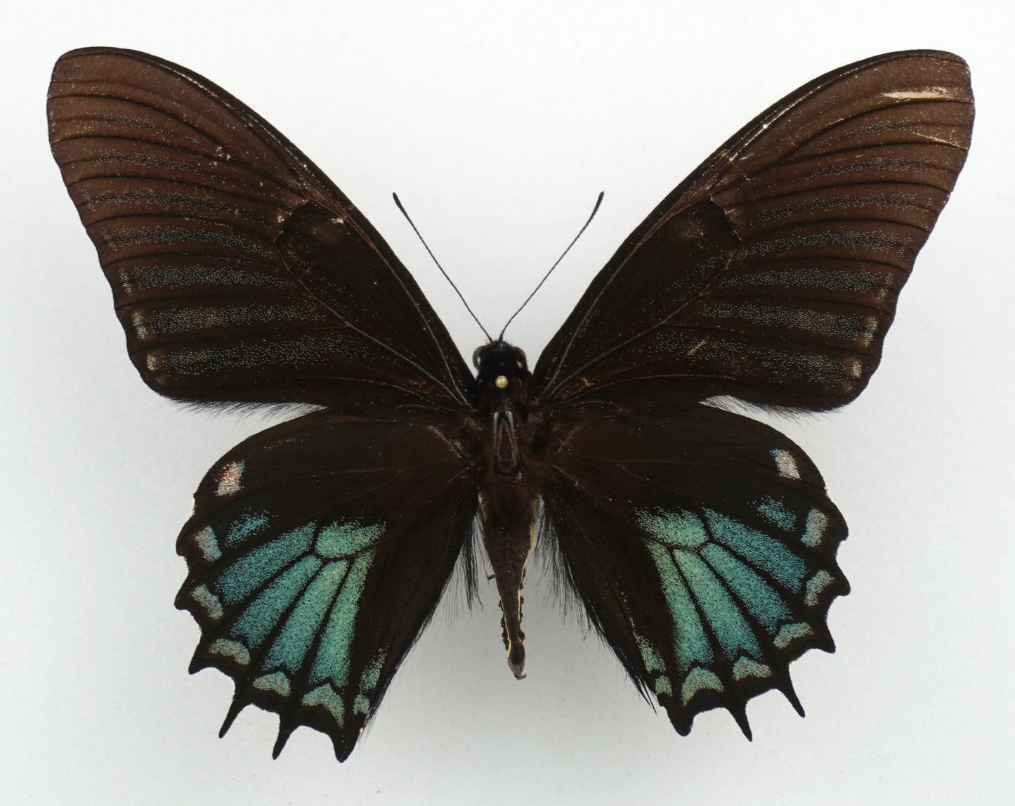 Papilio xanthopleura ♂ (Brazil)