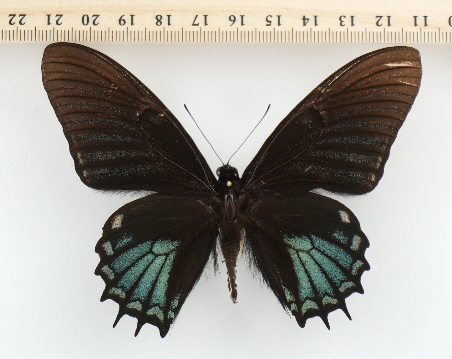 Papilio xanthopleura ♂ (Brazil)