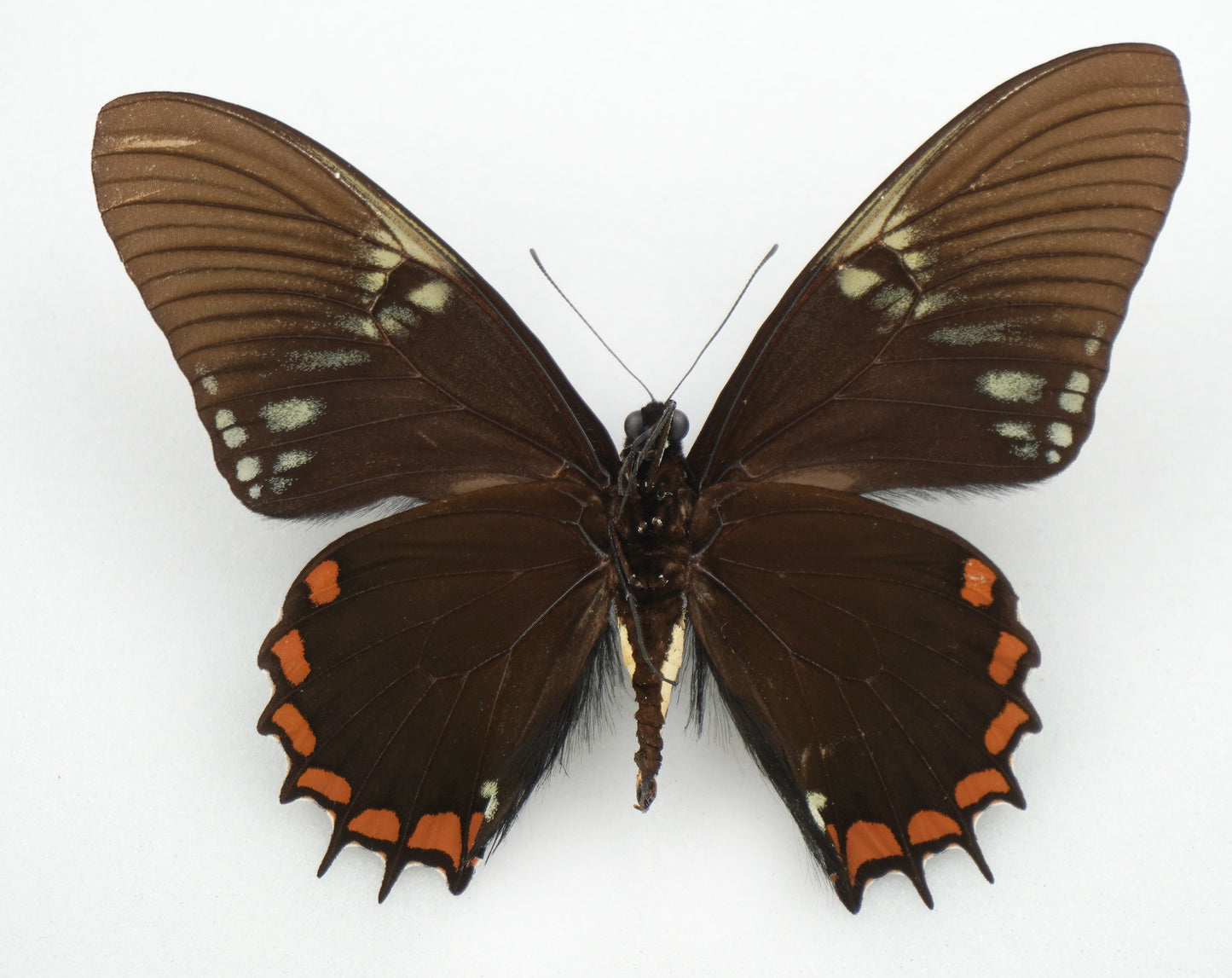 Papilio xanthopleura ♂ (Brazil)
