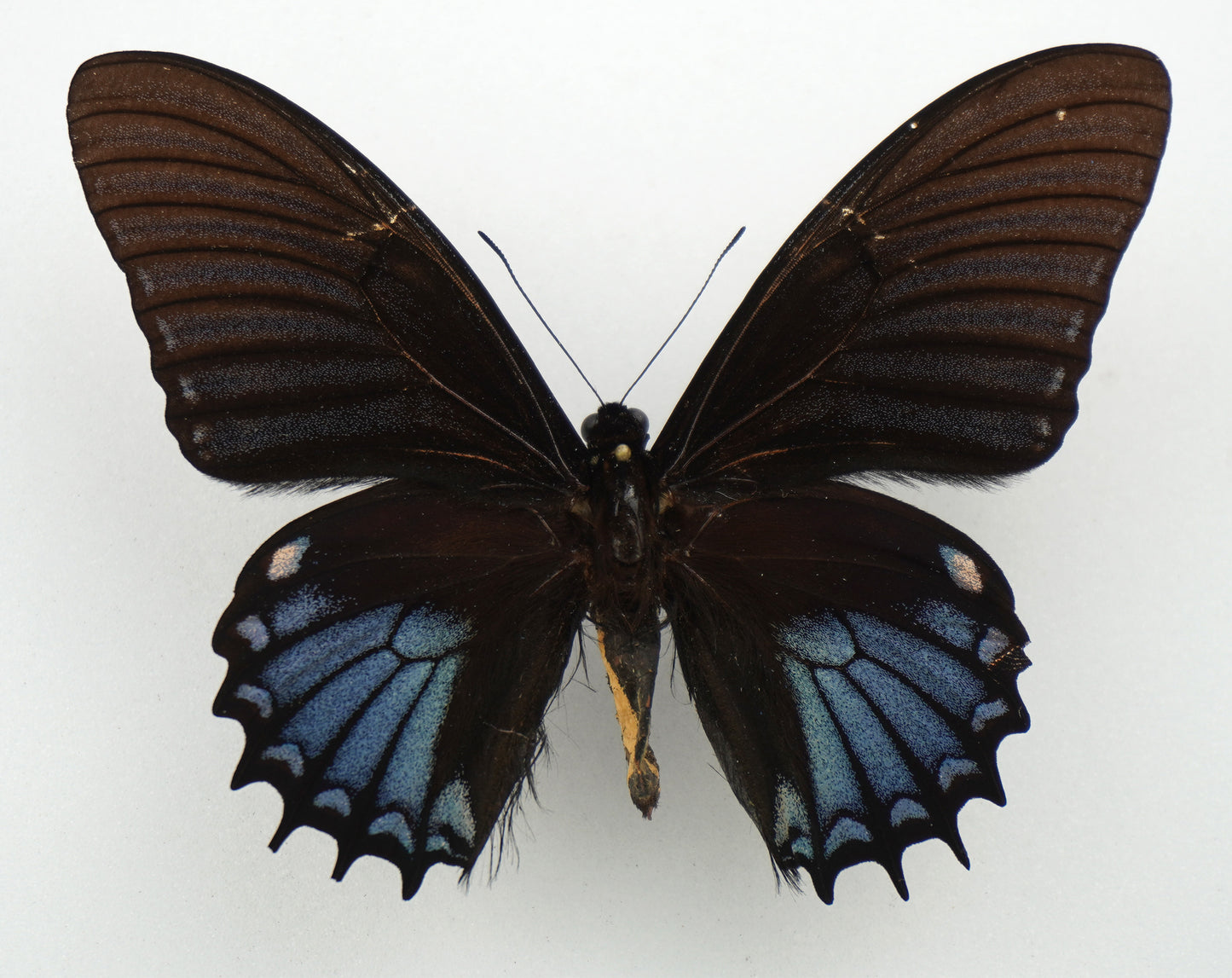 Papilio xanthopleura ♂ BLUE (Brazil)