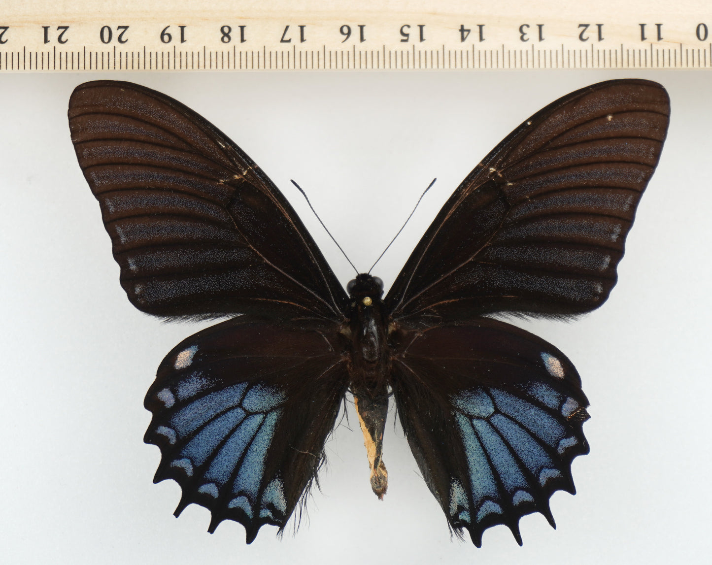 Papilio xanthopleura ♂ BLUE (Brazil)
