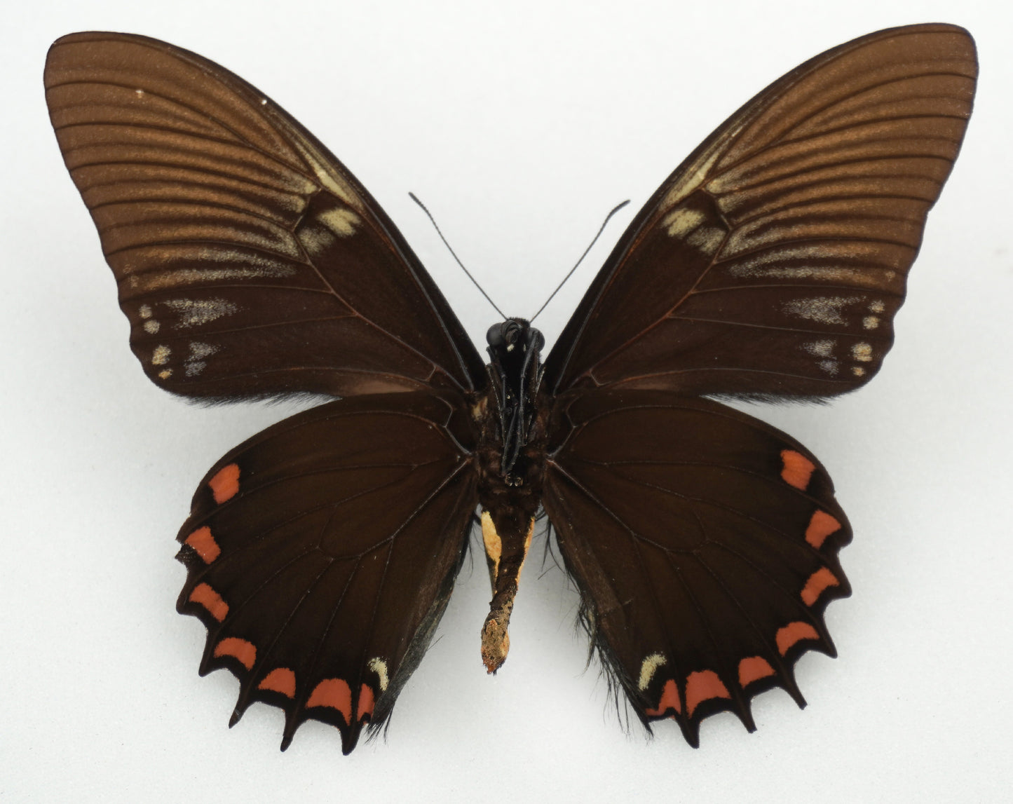 Papilio xanthopleura ♂ BLUE (Brazil)