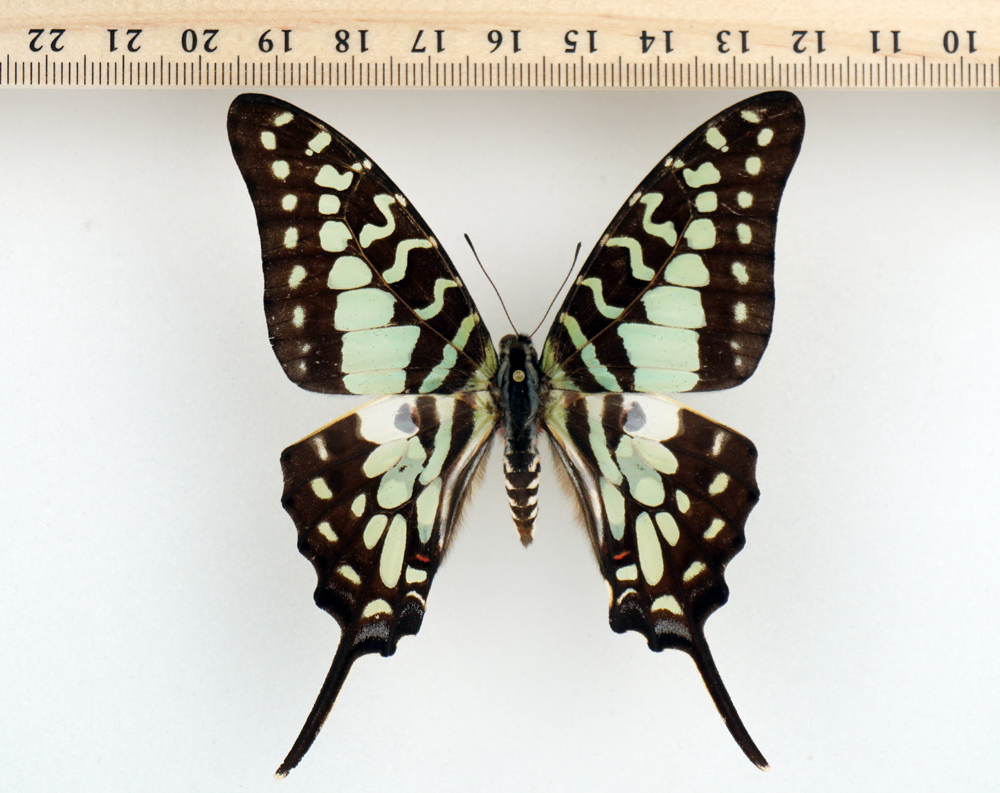 Graphium antheus ♀ (Africa)
