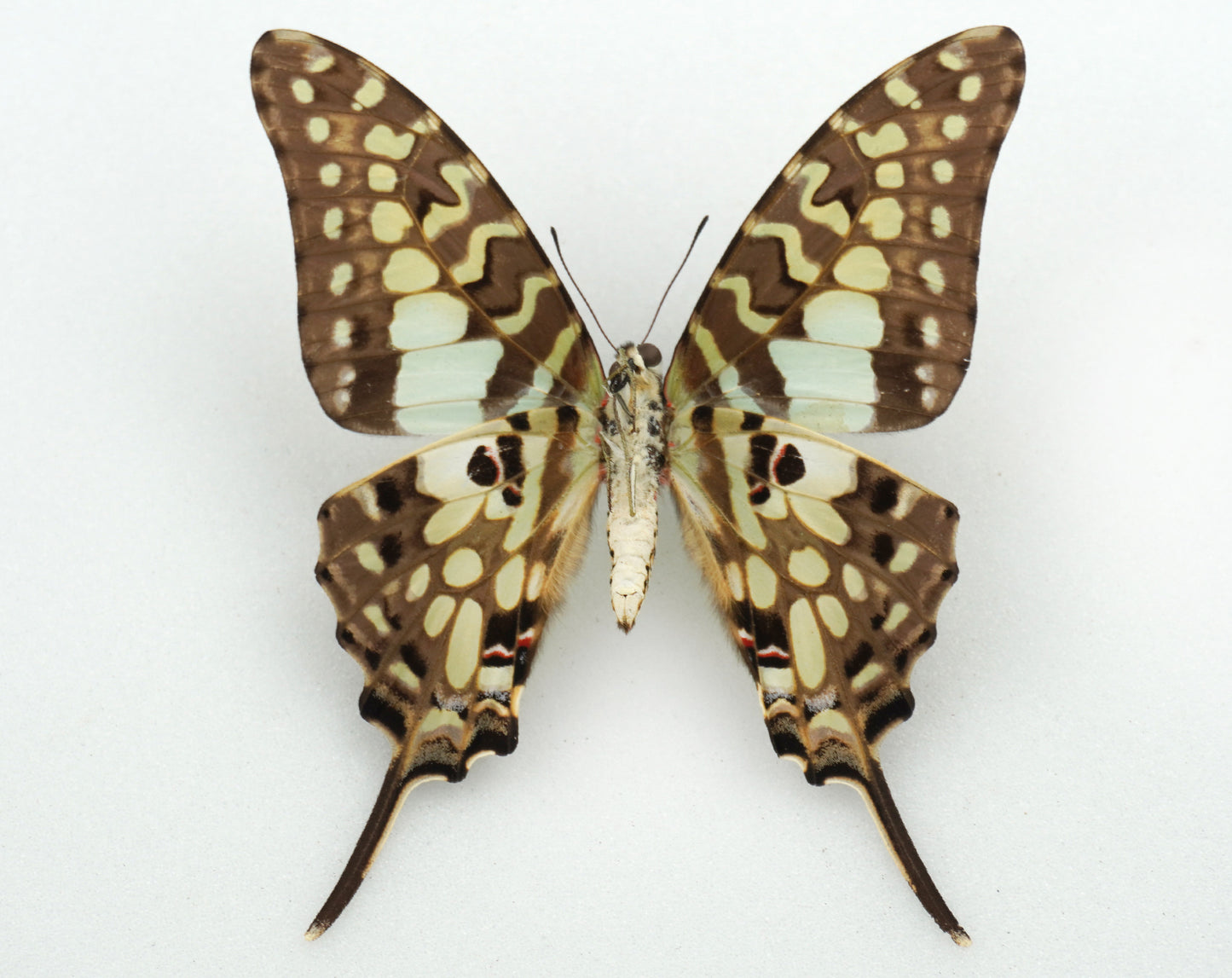 Graphium antheus ♀ (Africa)