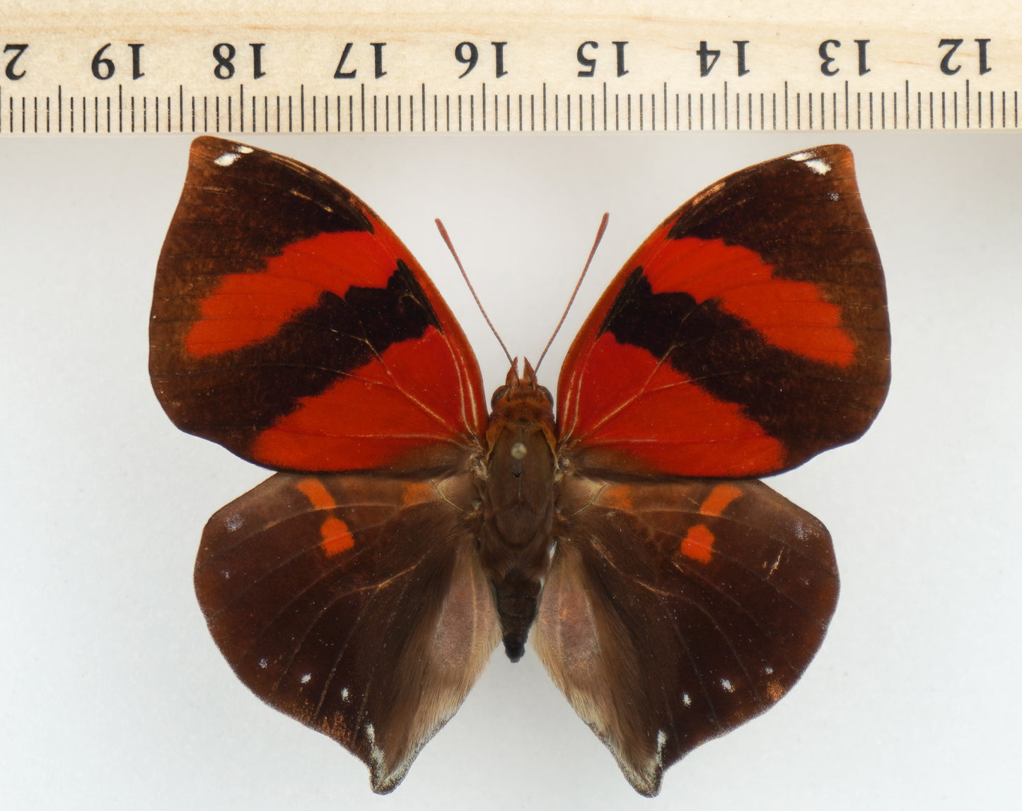 Siderone galanthis thebais ♂ (Brazil)