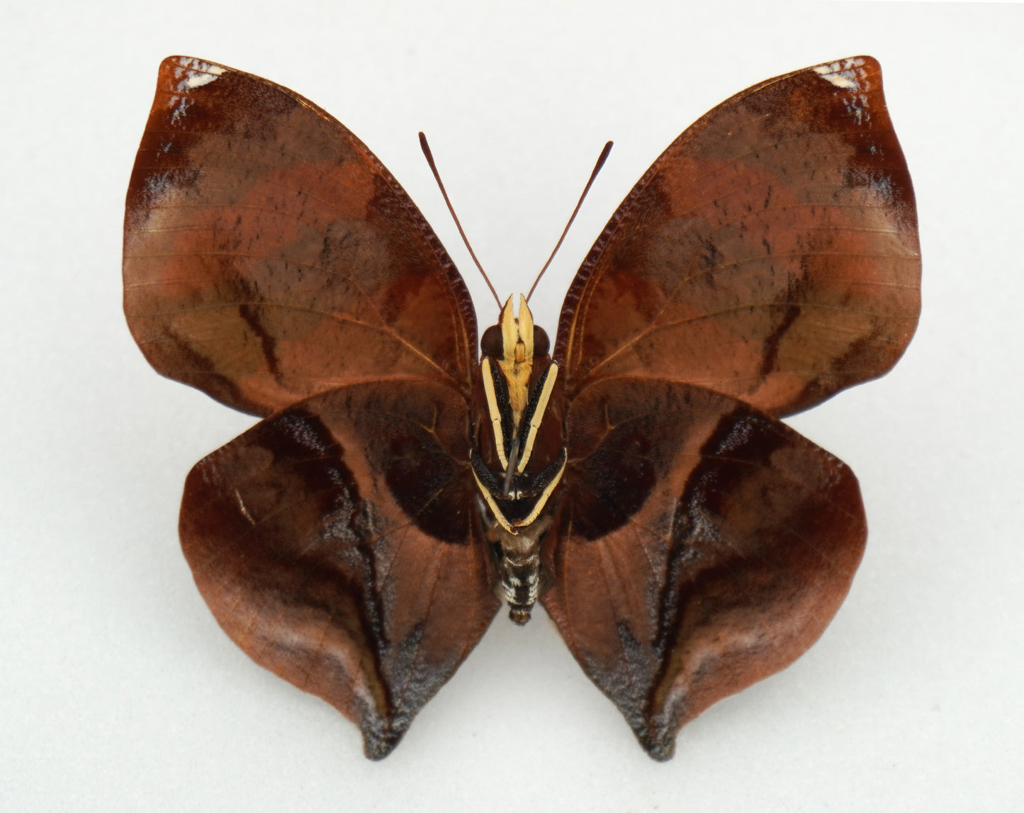 Siderone galanthis thebais ♂ (Brazil)