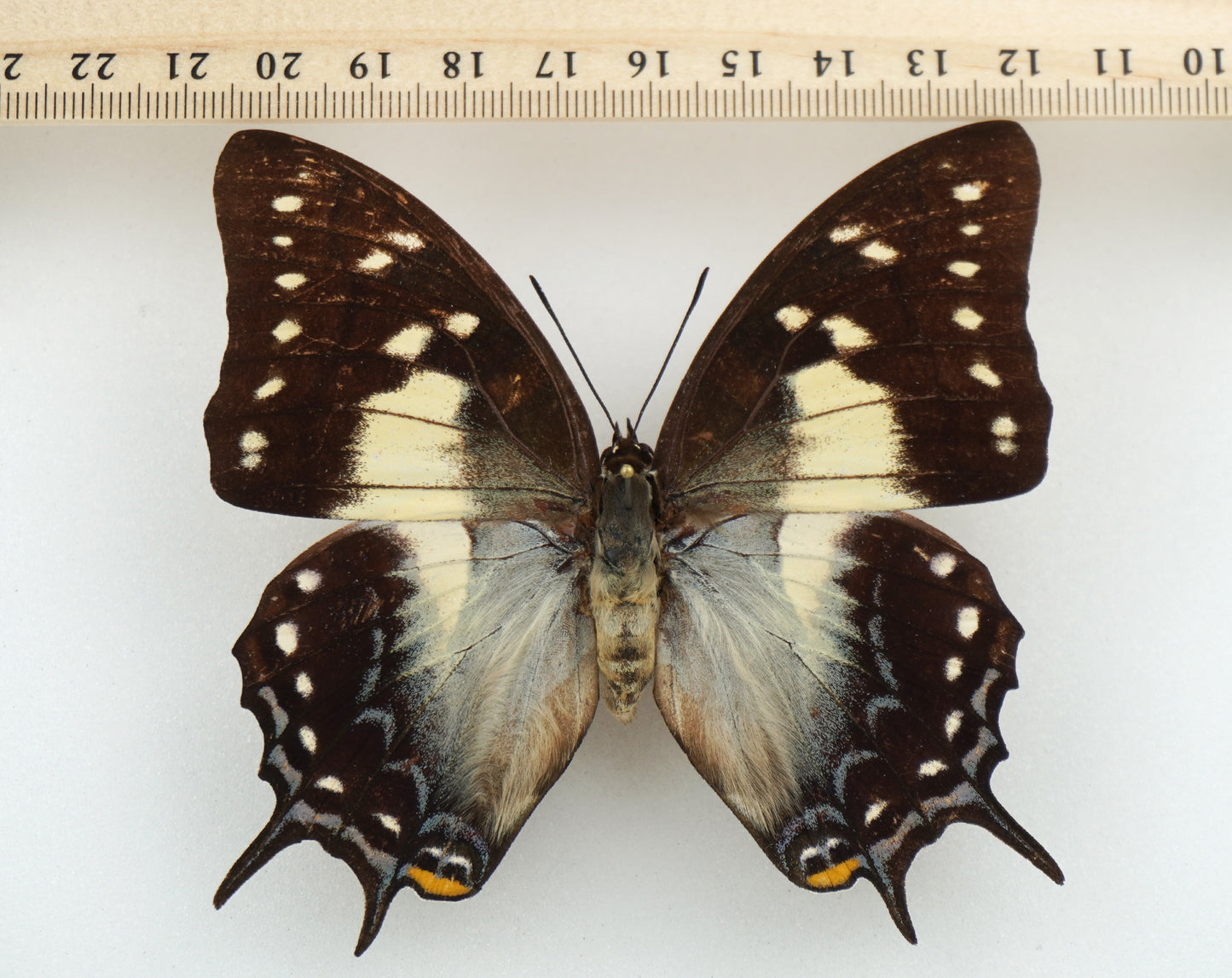Polyura pyrrhus ♀ (Ambon)