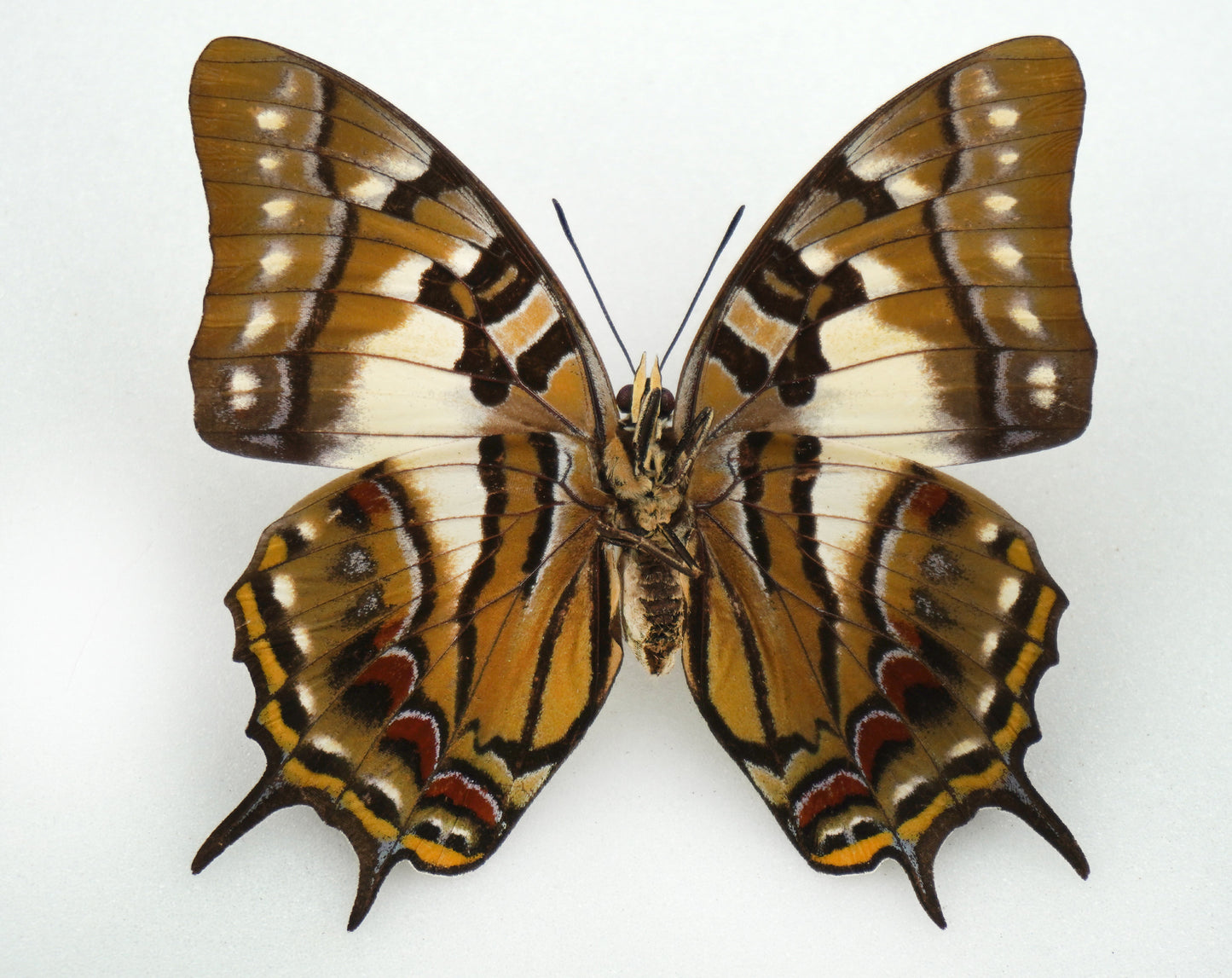 Polyura pyrrhus ♀ (Ambon)