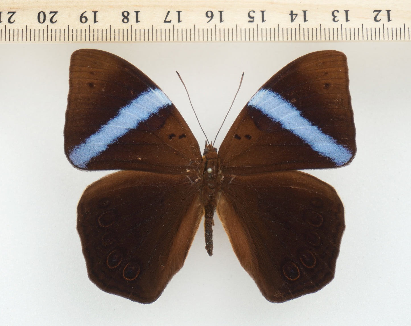 Amnosia decora ♂ (Java)