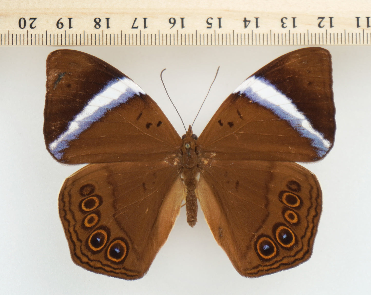 Amnosia decora ♀ (Java)