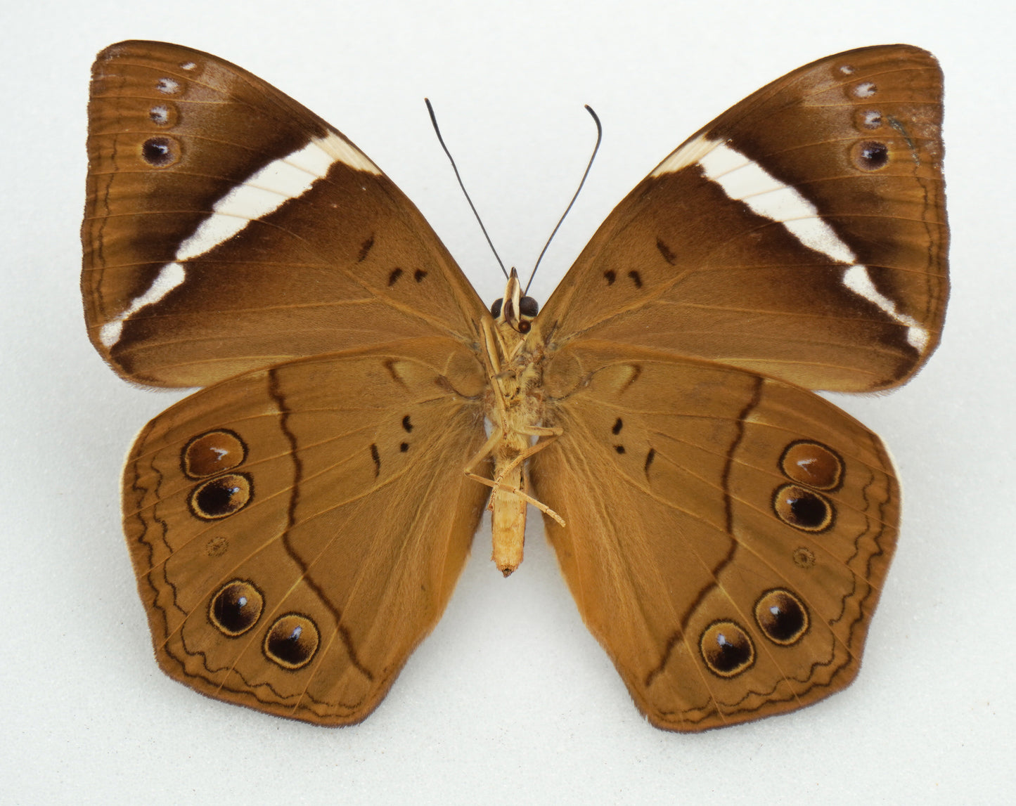 Amnosia decora ♀ (Java)
