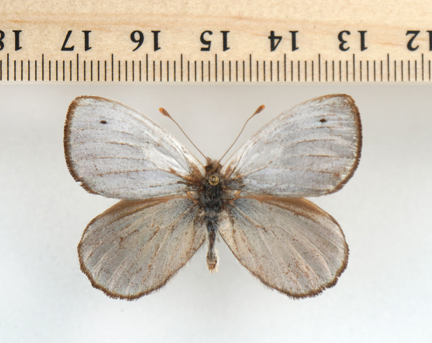 Argyrophorus argenteus ♂ (Argentina)