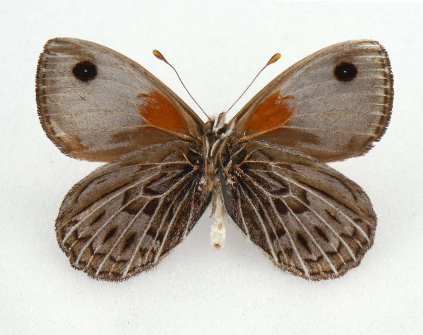 Argyrophorus argenteus ♂ (Argentina)