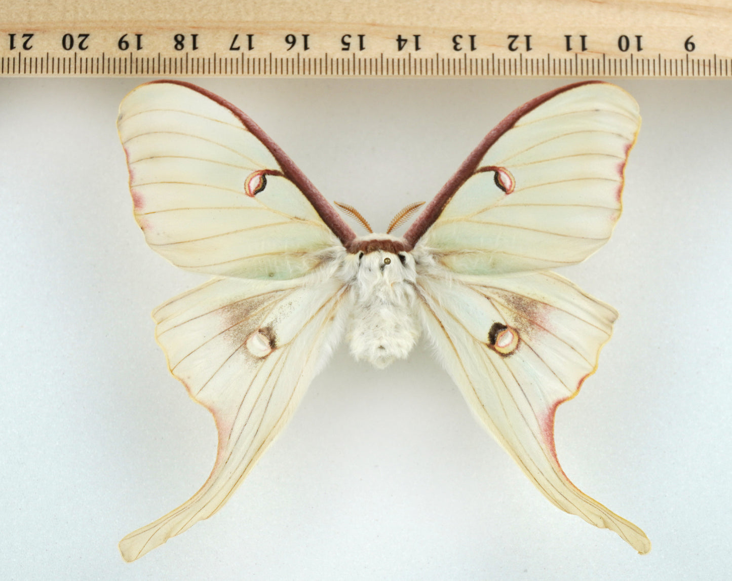 Actias luna ♀ (North America) aberration