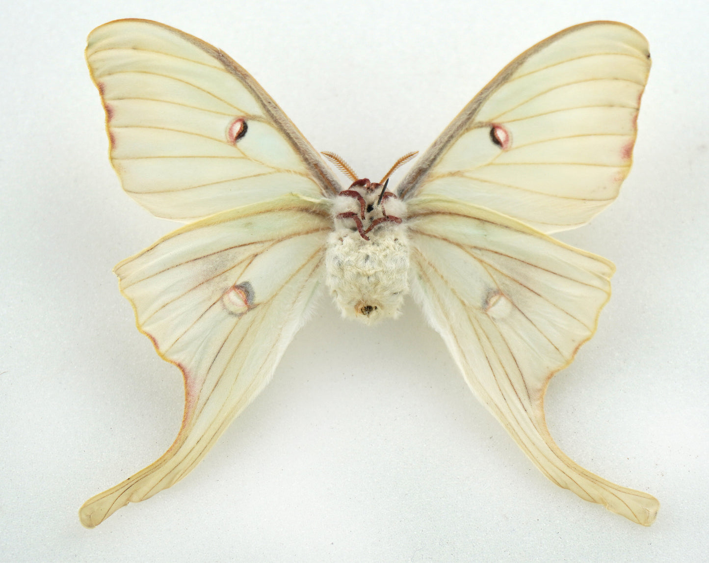 Actias luna ♀ (North America) aberration