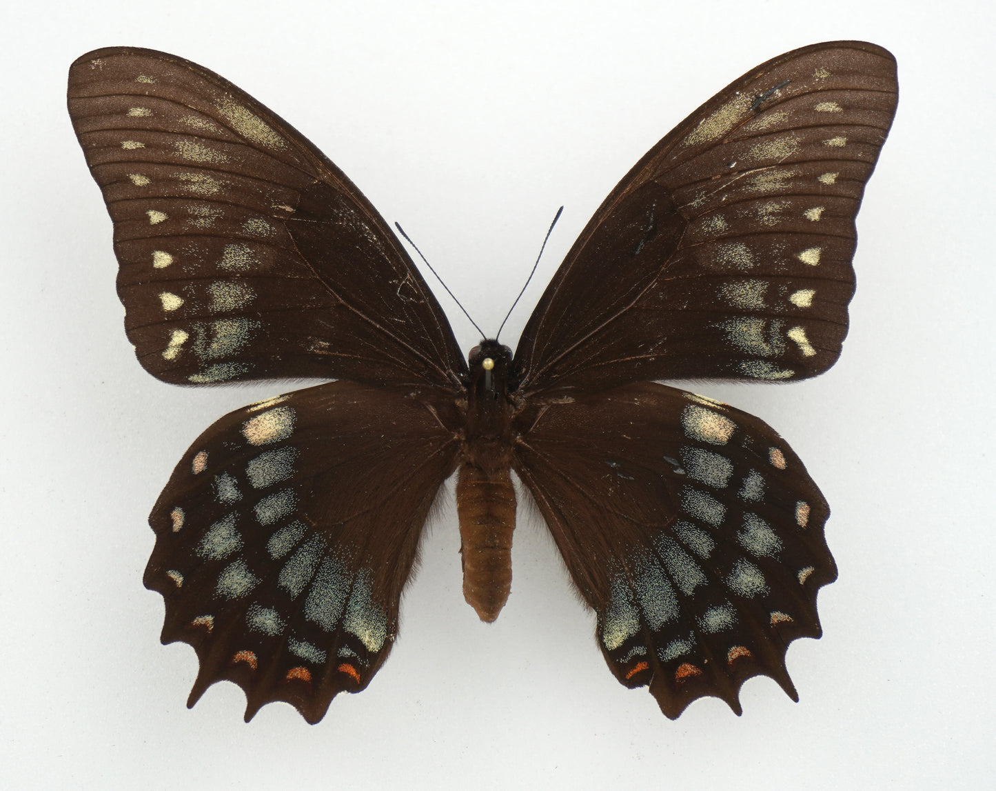 Papilio menatius cleotas ♀ f. adaea (Brazil)