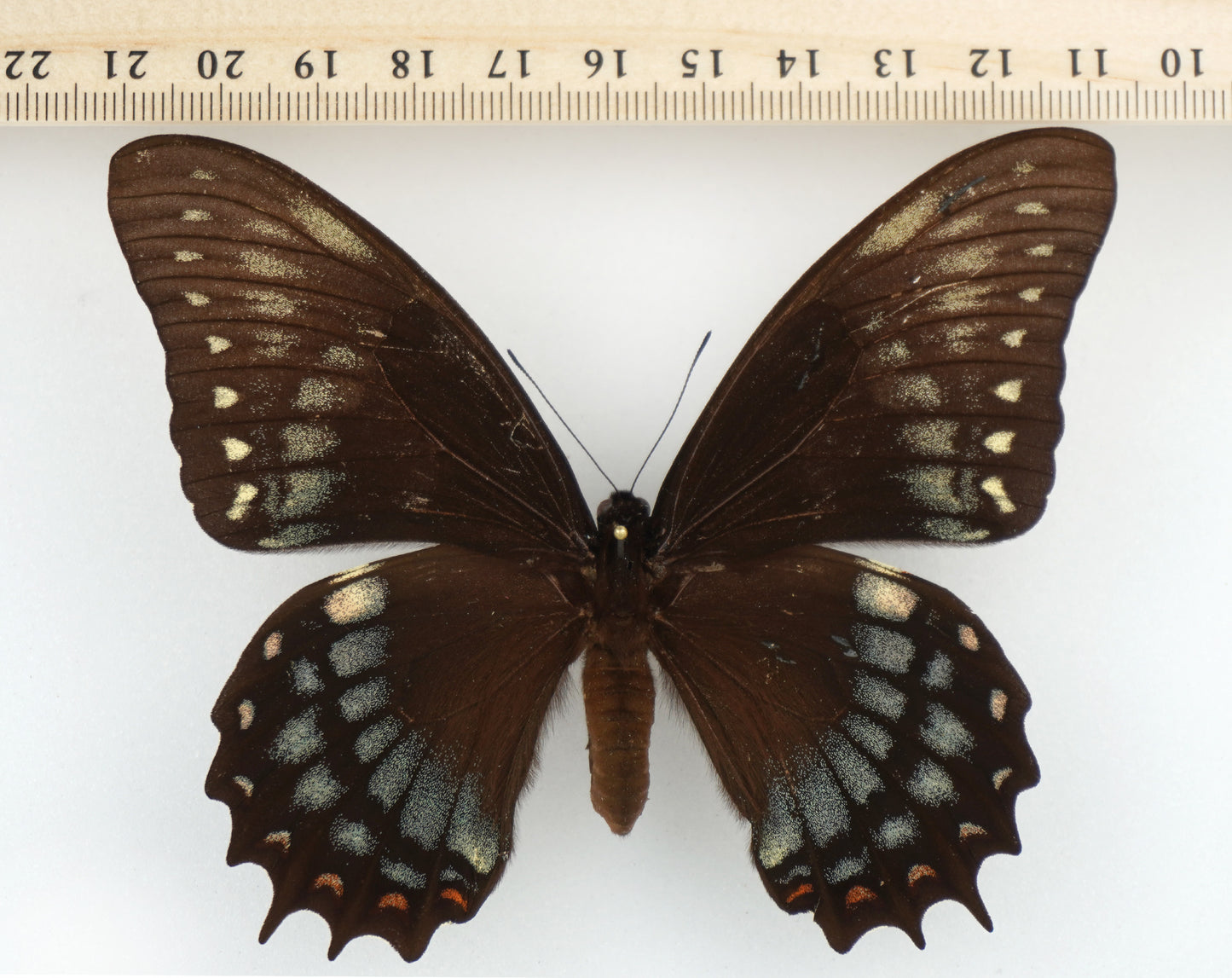 Papilio menatius cleotas ♀ f. adaea (Brazil)