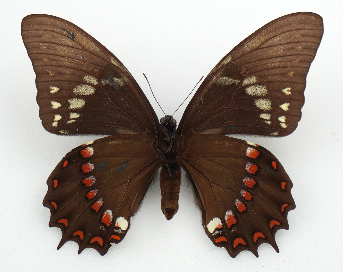 Papilio menatius cleotas ♀ f. adaea (Brazil)