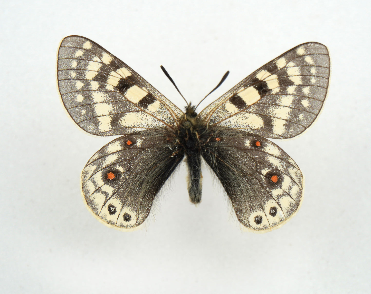 Parnassius acdestis roweii ♂ (Tibet)