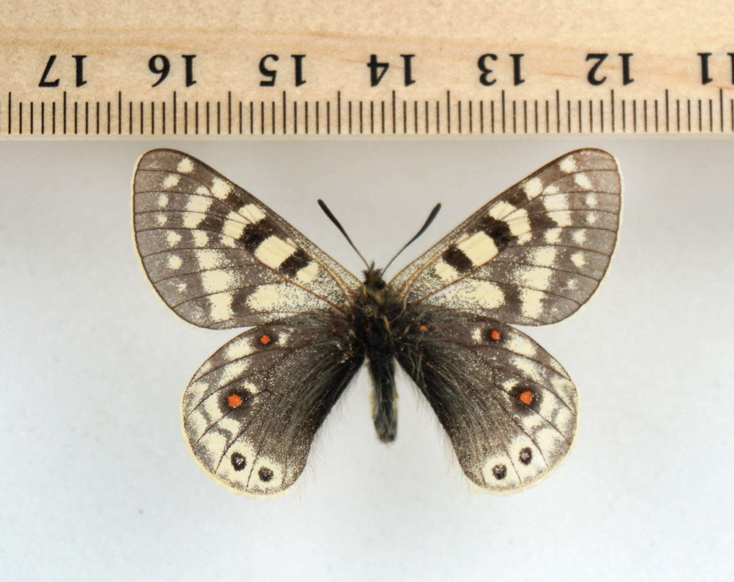 Parnassius acdestis roweii ♂ (Tibet)
