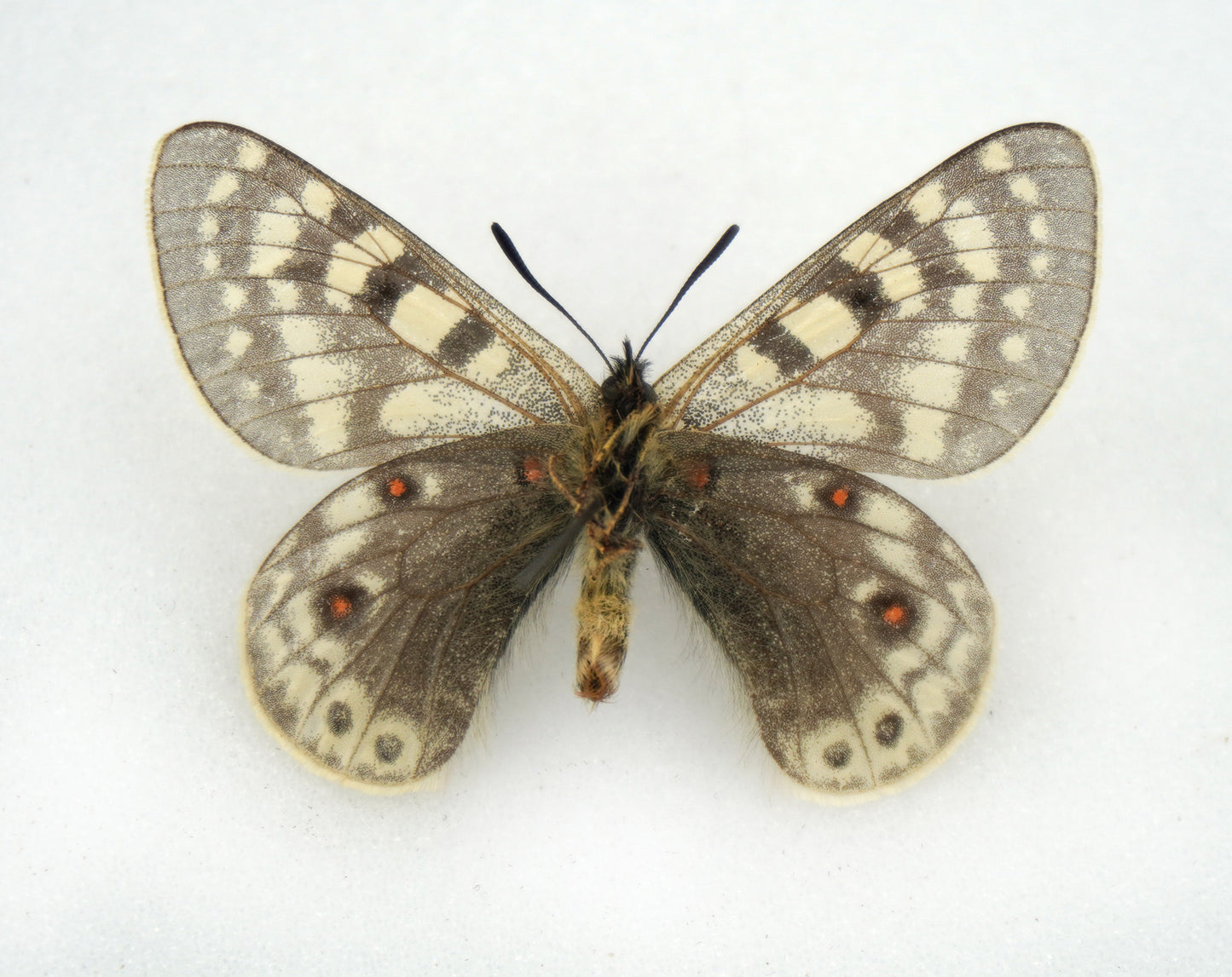 Parnassius acdestis roweii ♂ (Tibet)