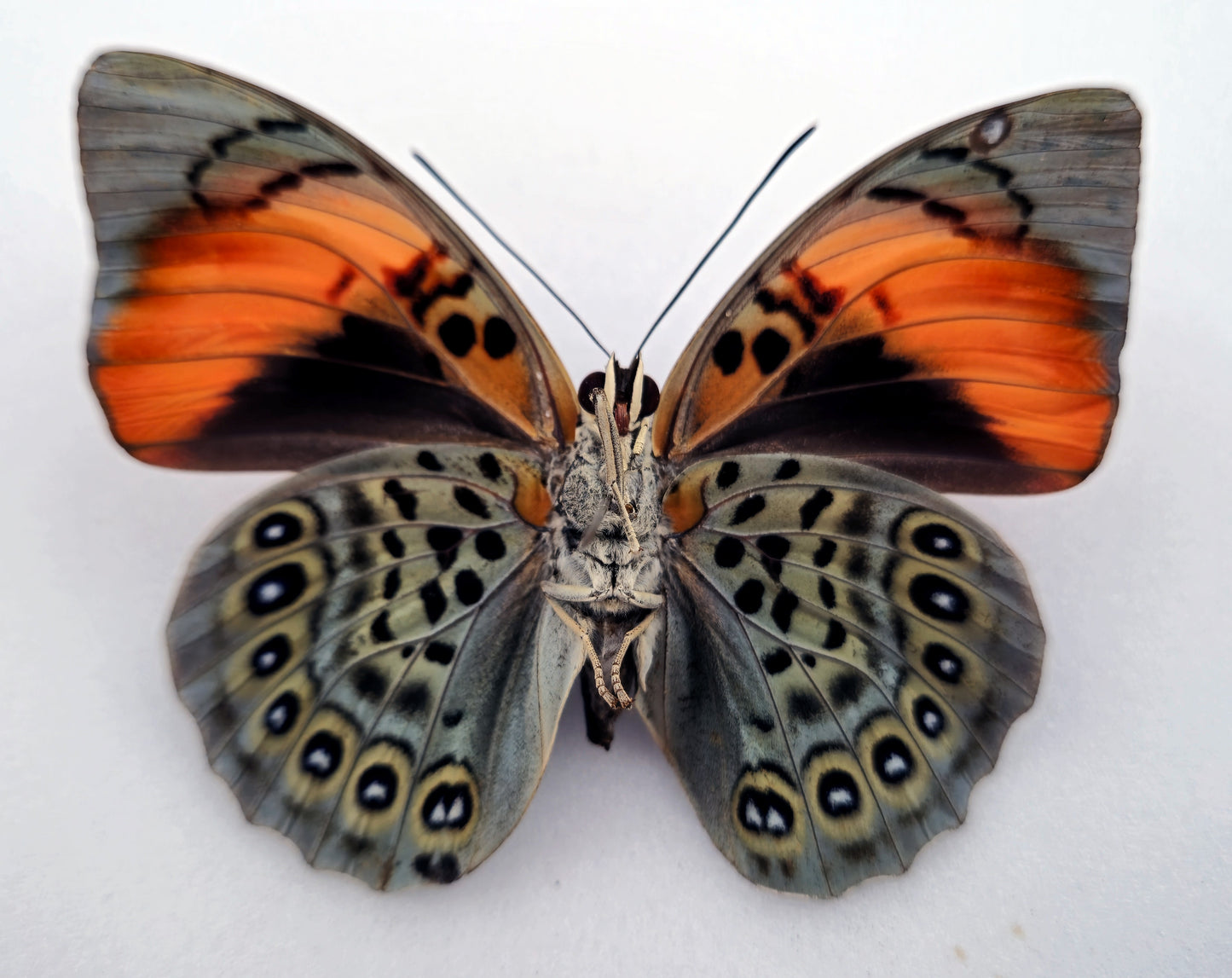 Agrias narcissus obidonus ♀ (Brazil)