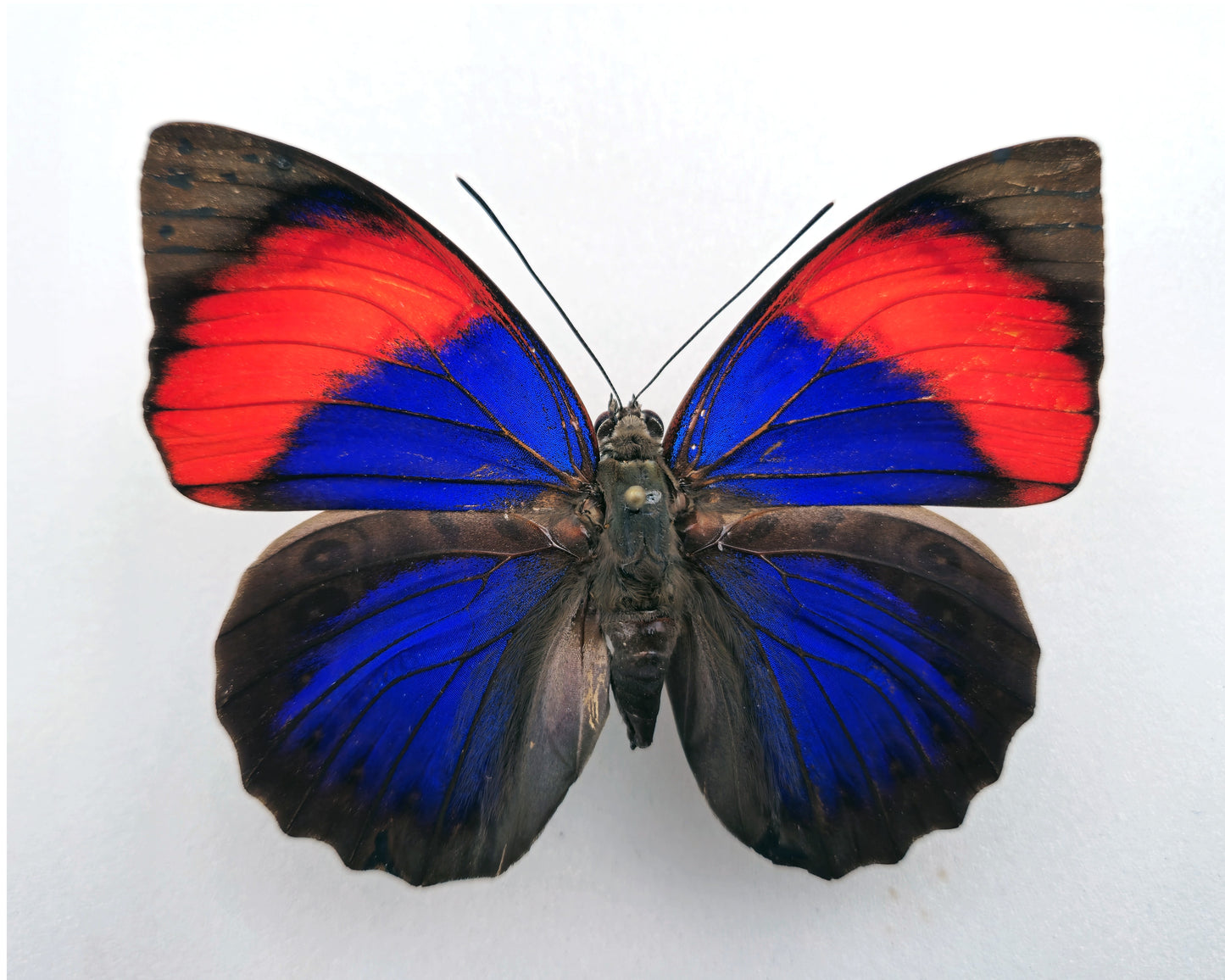 Agrias narcissus obidonus ♀ (Brazil)