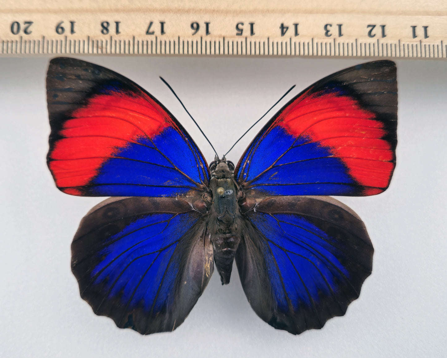 Agrias narcissus obidonus ♀ (Brazil)