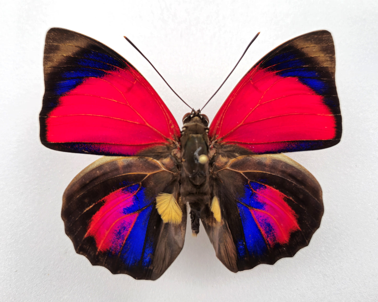 Agrias claudina sardanapalus ♂ f. belsazer (Brazil)