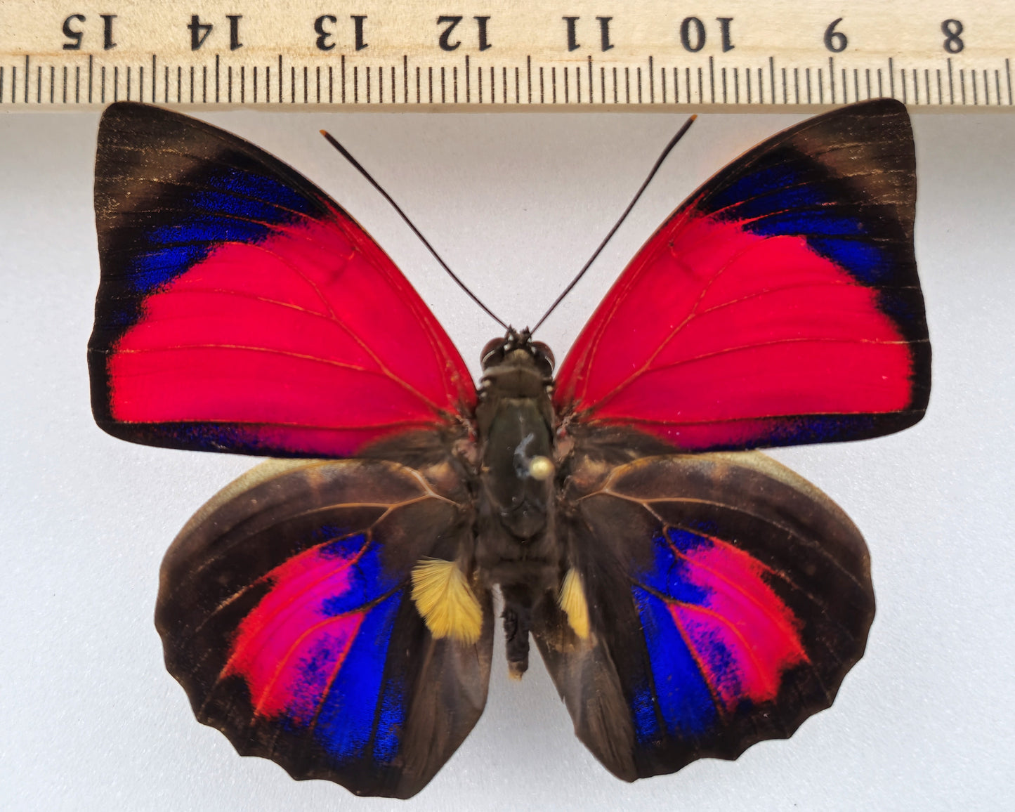 Agrias claudina sardanapalus ♂ f. belsazer (Brazil)