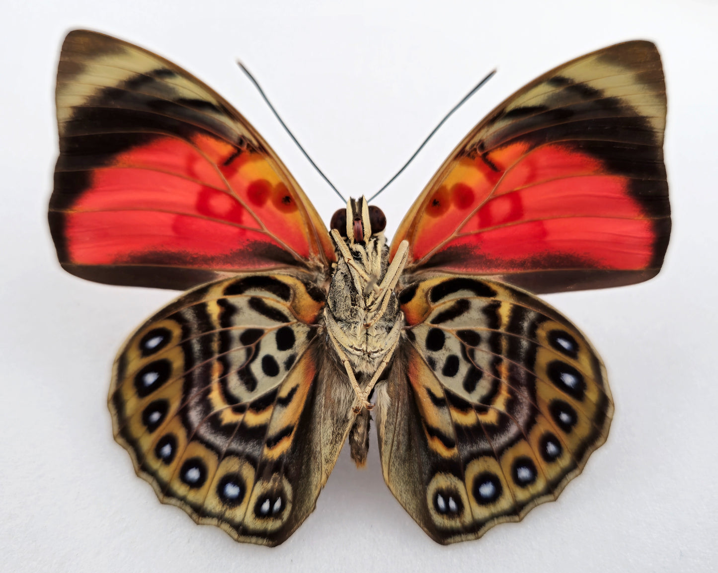 Agrias claudina sardanapalus ♂ f. belsazer (Brazil)