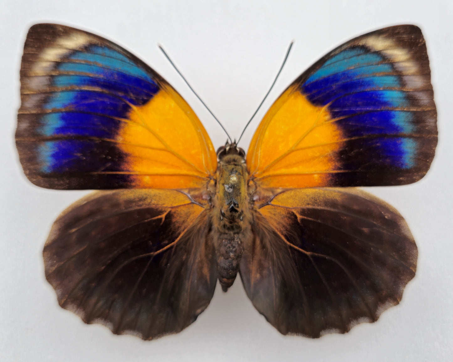 Agrias hewitsonius x phalcidon Fournierae ♀ Hybrid (Brazil)