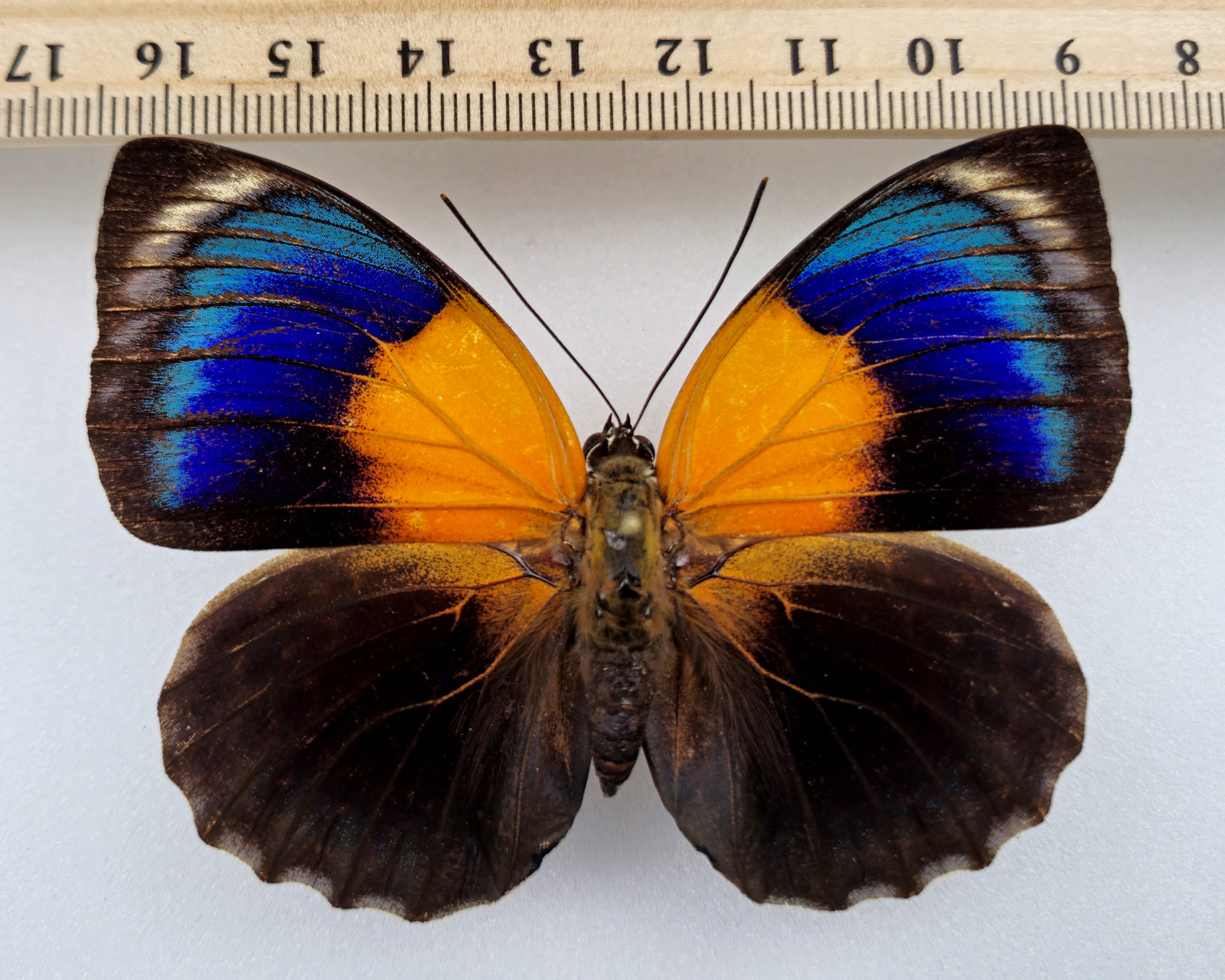 Agrias hewitsonius x phalcidon Fournierae ♀ Hybrid (Brazil)