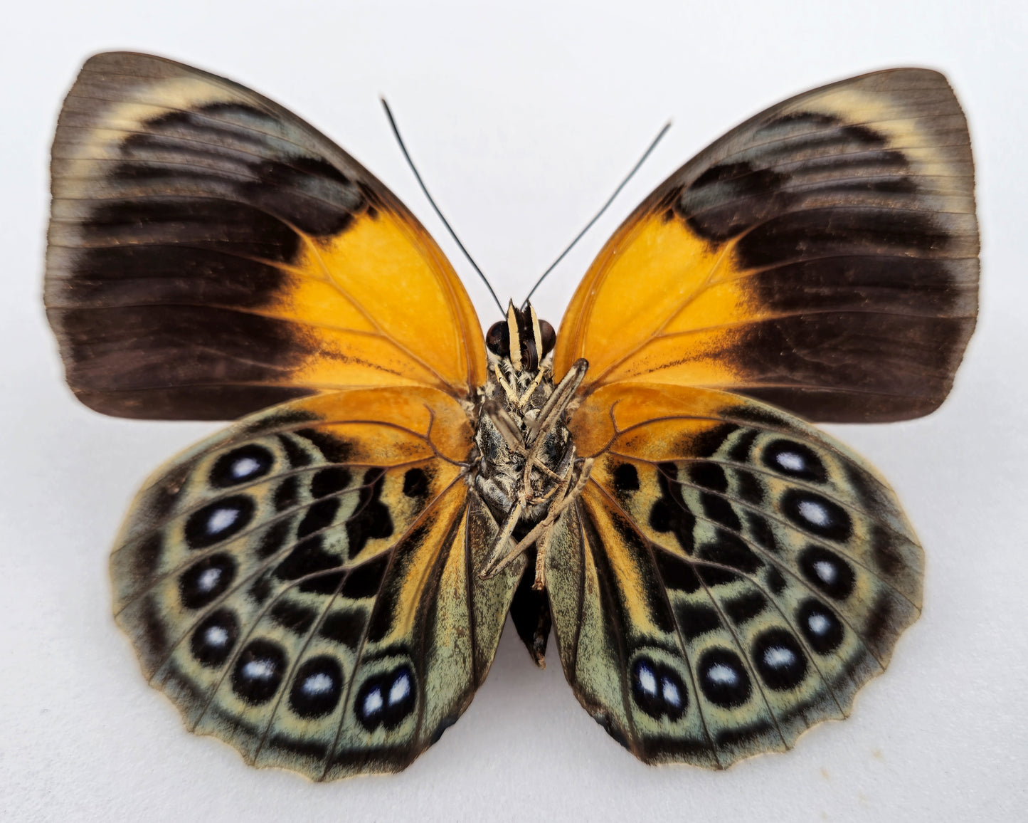 Agrias hewitsonius x phalcidon Fournierae ♀ Hybrid (Brazil)
