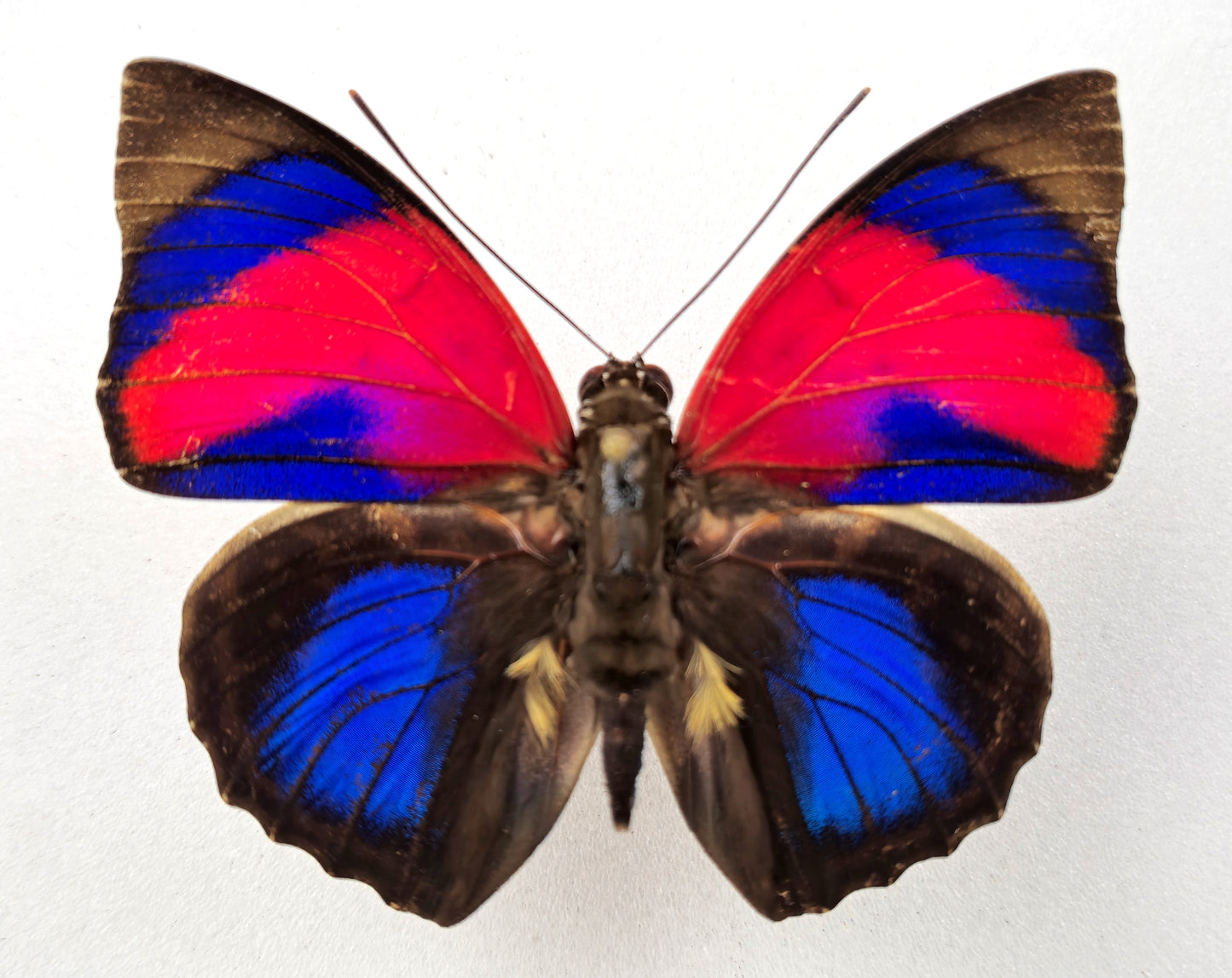 Agrias sahlkei ninus ♂ (Brazil)