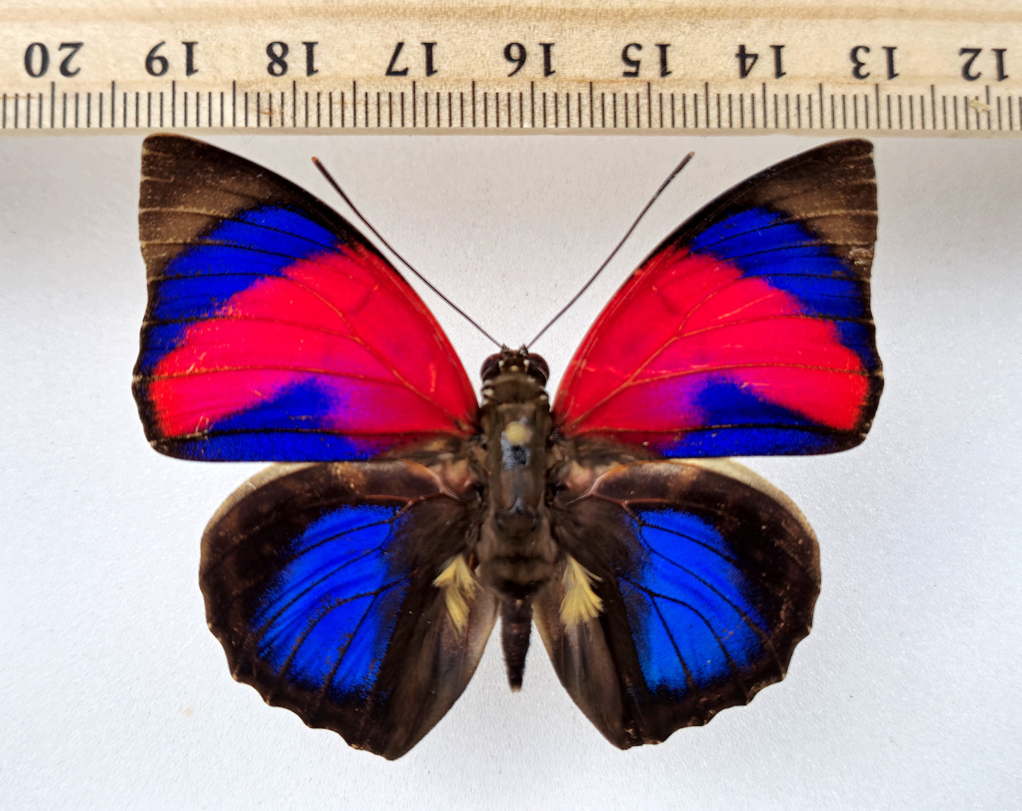Agrias sahlkei ninus ♂ (Brazil)