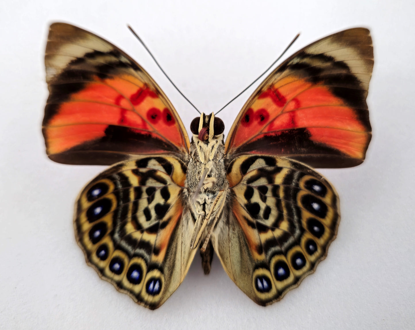 Agrias sahlkei ninus ♂ (Brazil)