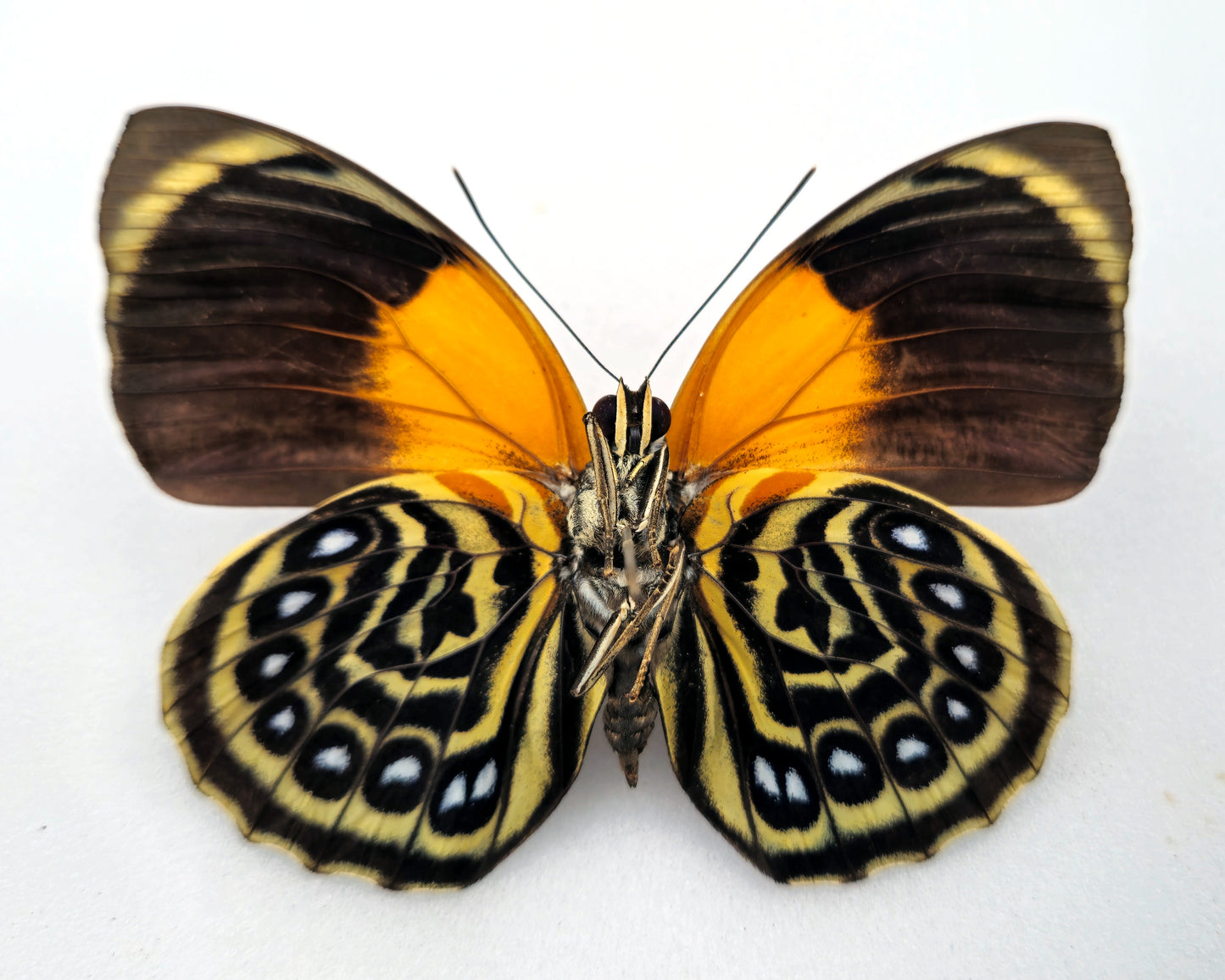 Agrias phalcidon fournierae ♀ f. viridiflavus (Brazil)