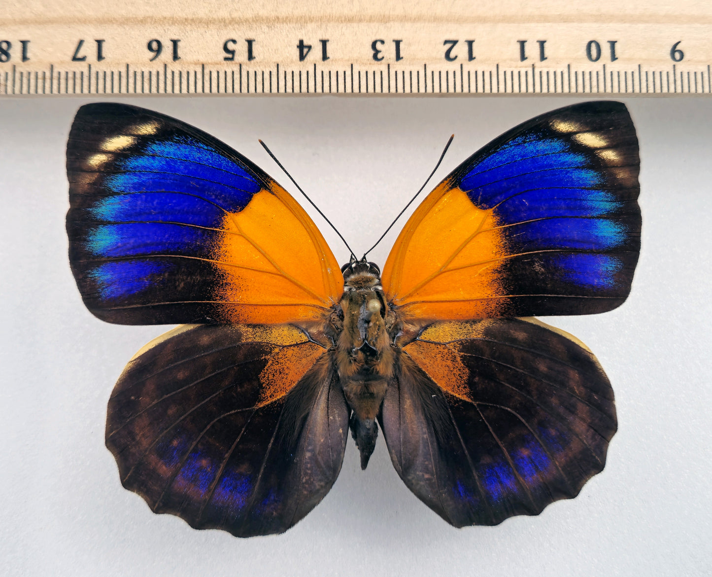 Agrias phalcidon fournierae ♀ f. viridiflavus (Brazil)