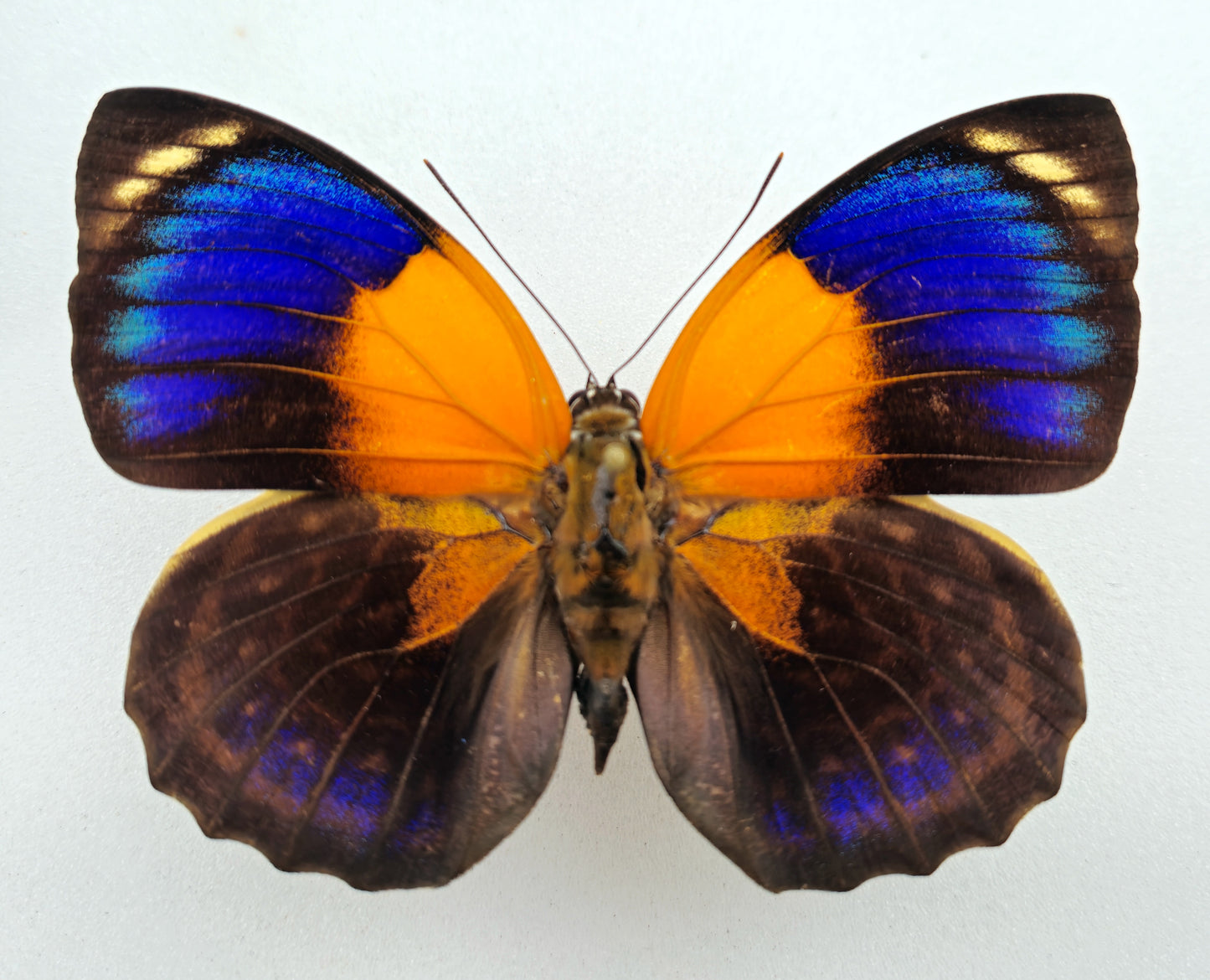 Agrias phalcidon fournierae ♀ f. viridiflavus (Brazil)