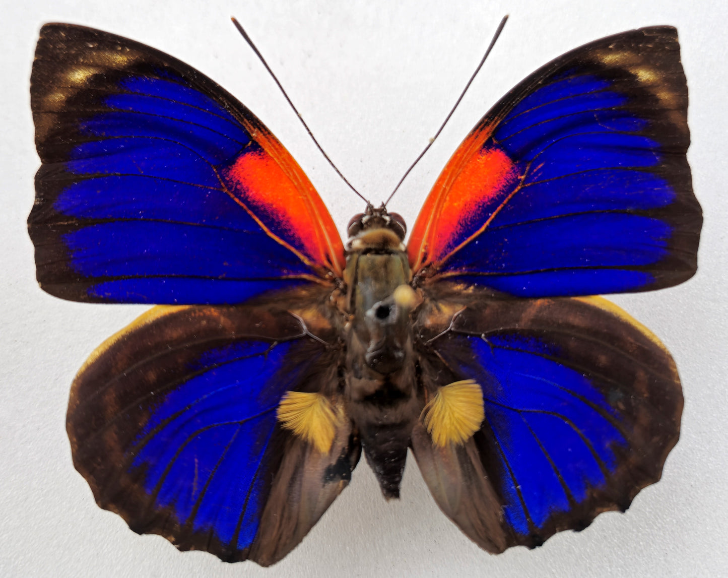 Agrias phalcidon forunierae ♂ f. medusa (Brazil)