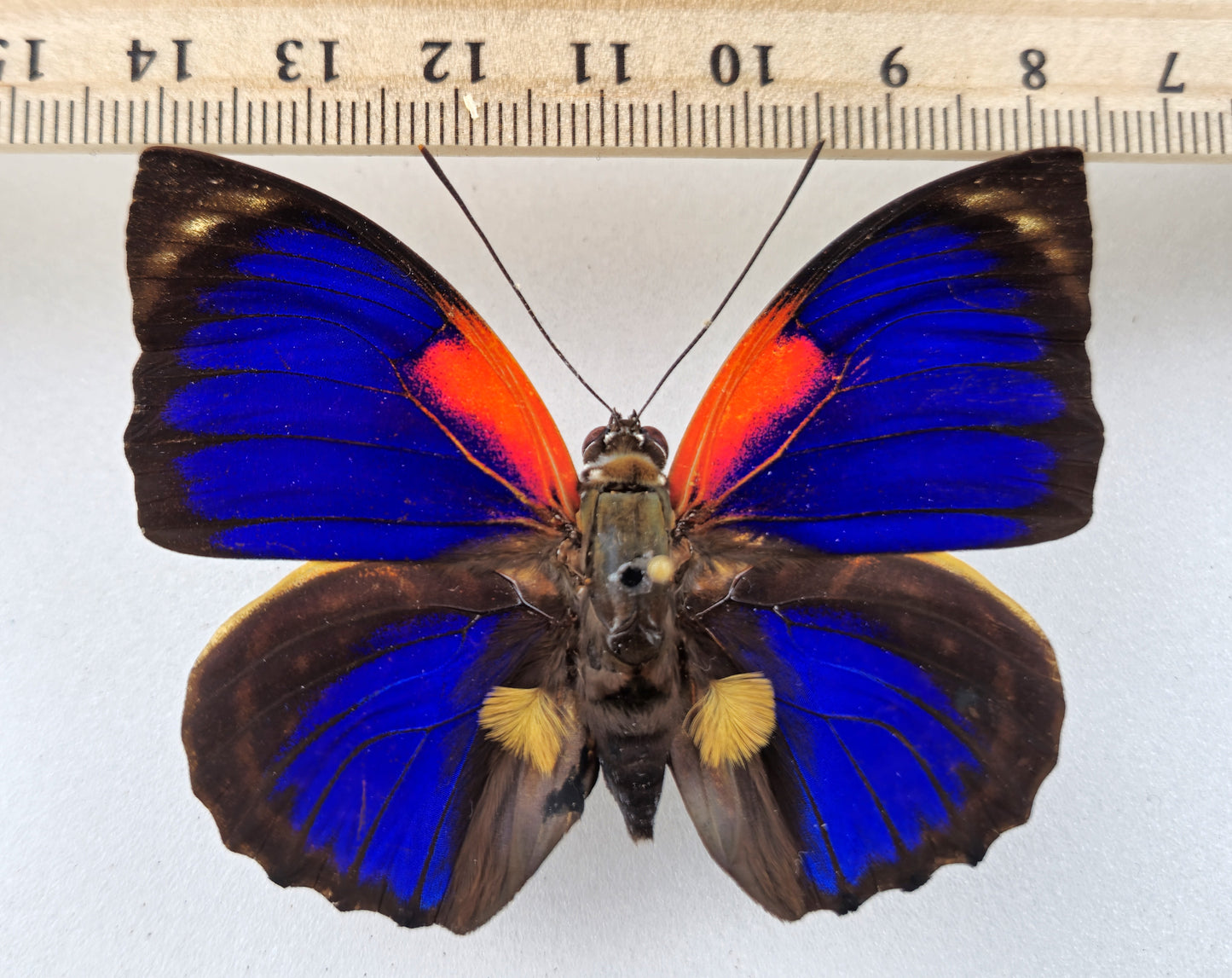 Agrias phalcidon forunierae ♂ f. medusa (Brazil)