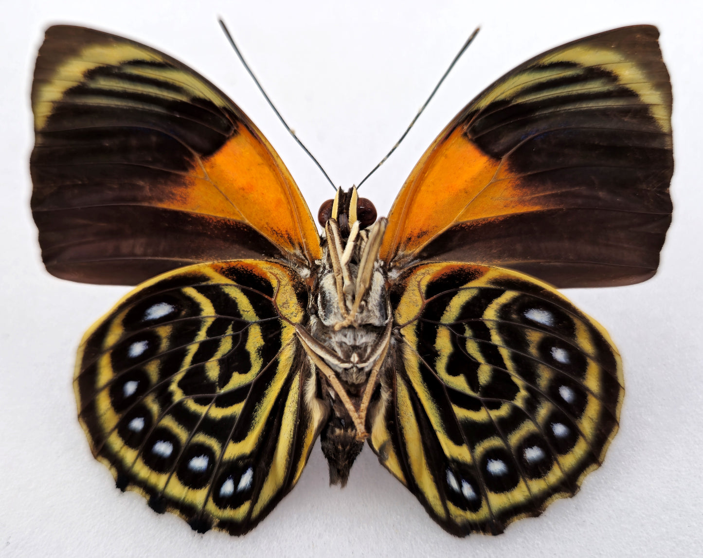 Agrias phalcidon forunierae ♂ f. medusa (Brazil)
