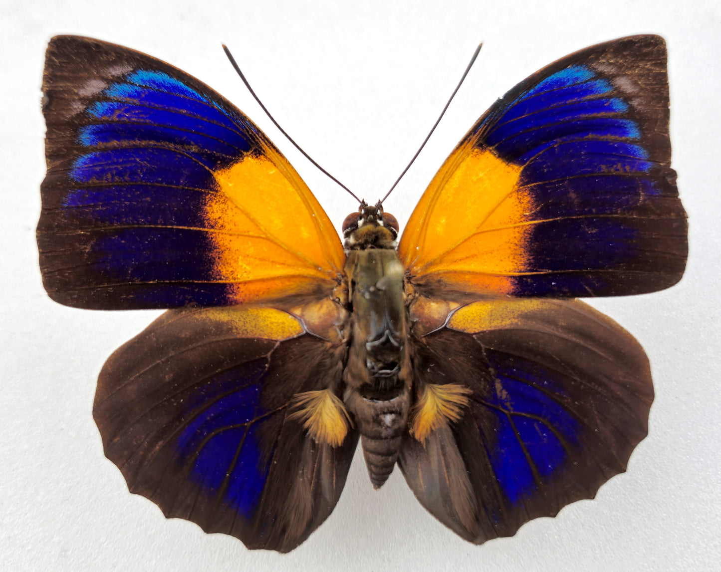 Agrias hewitsonius hewitsonius ♂ (Brazil)