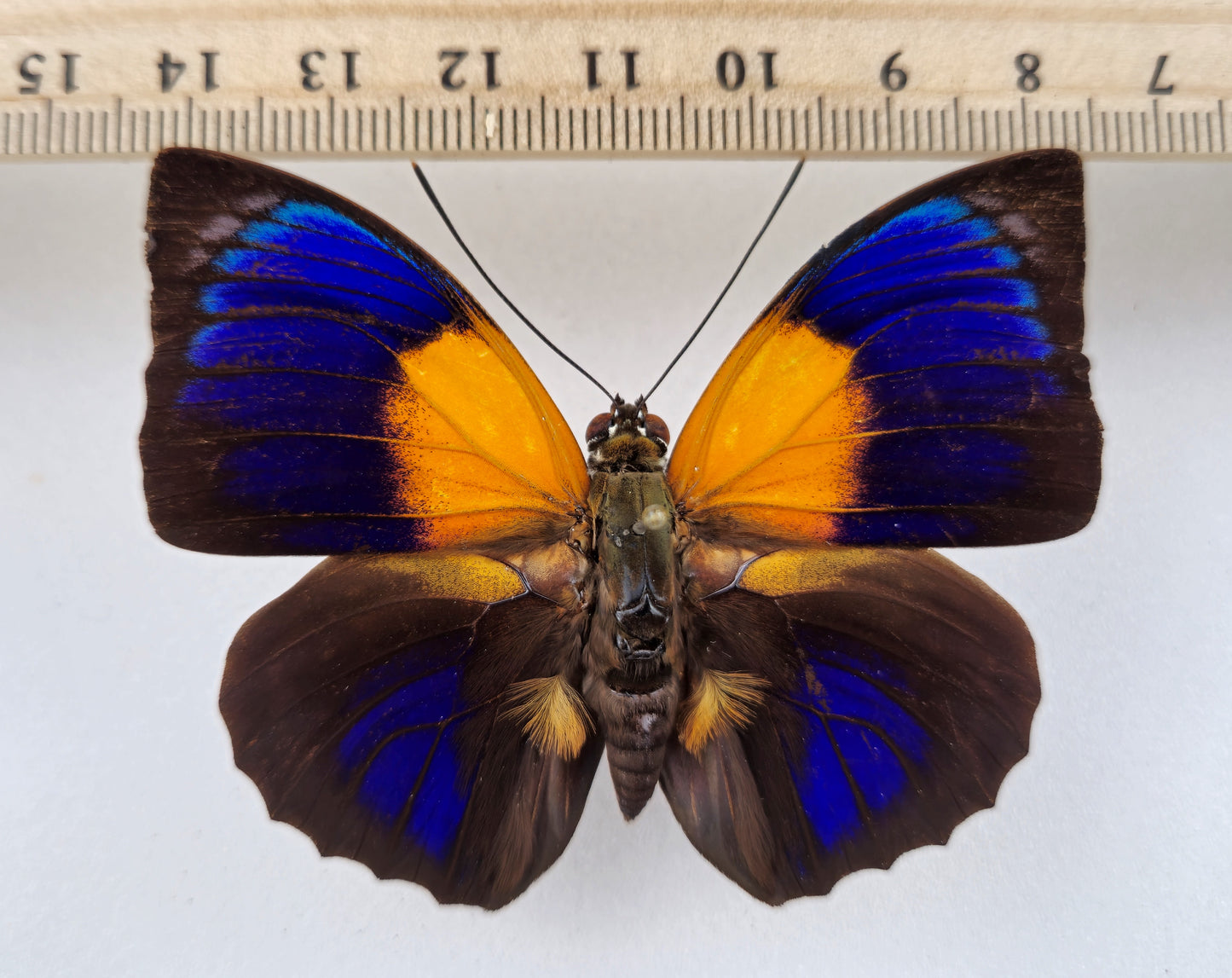 Agrias hewitsonius hewitsonius ♂ (Brazil)